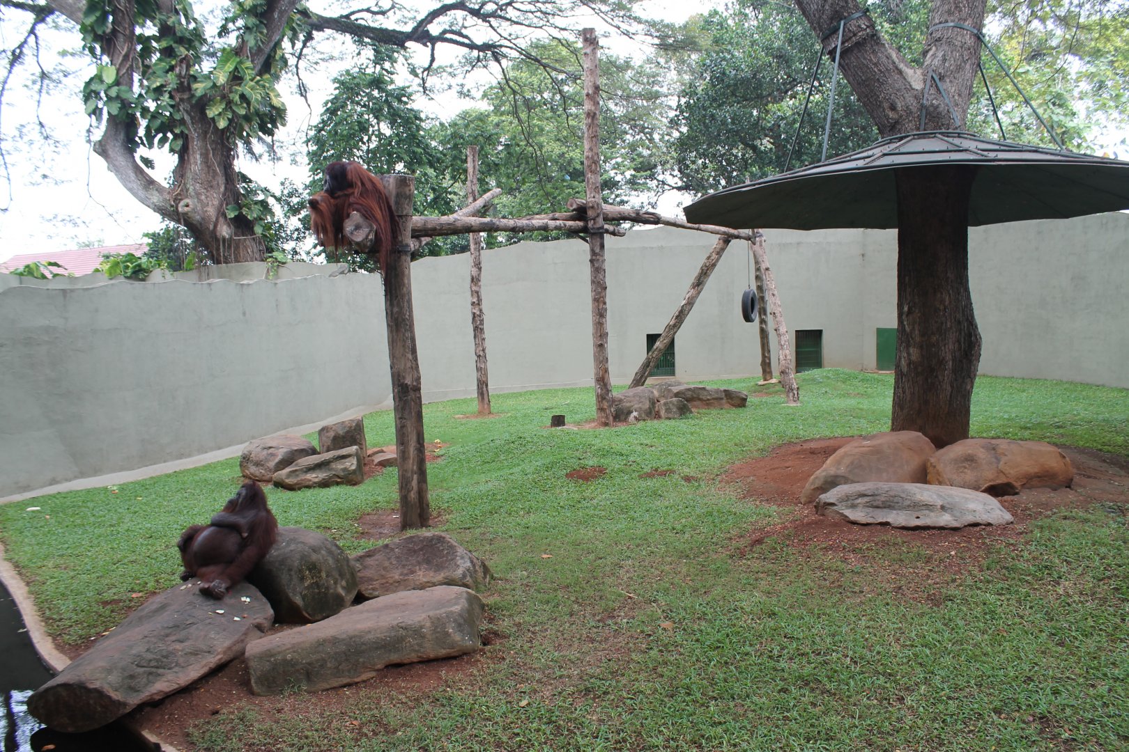 Orangutan enclosure