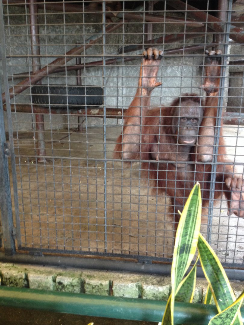 Orangutan enclosure
