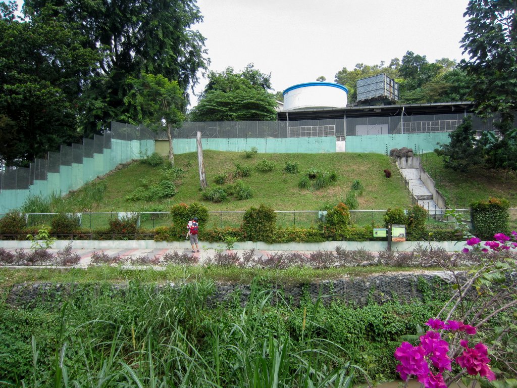 Orangutan Enclosure