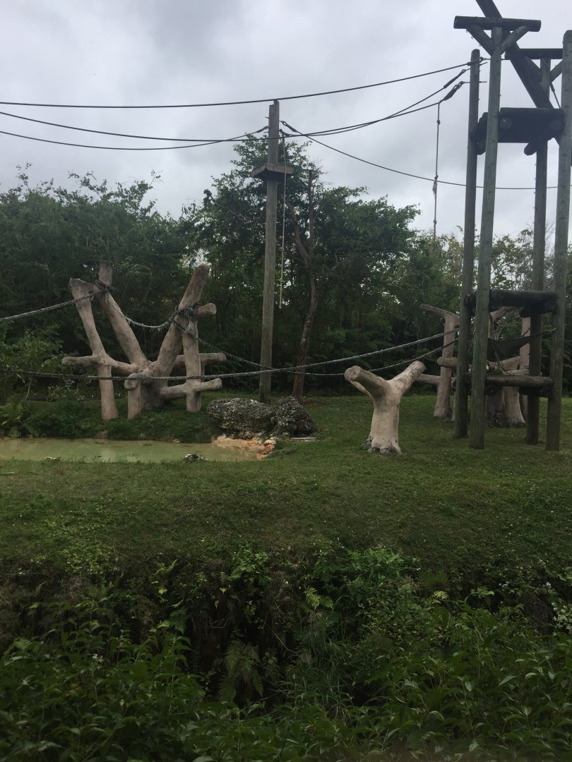 Orangutan Enclosure