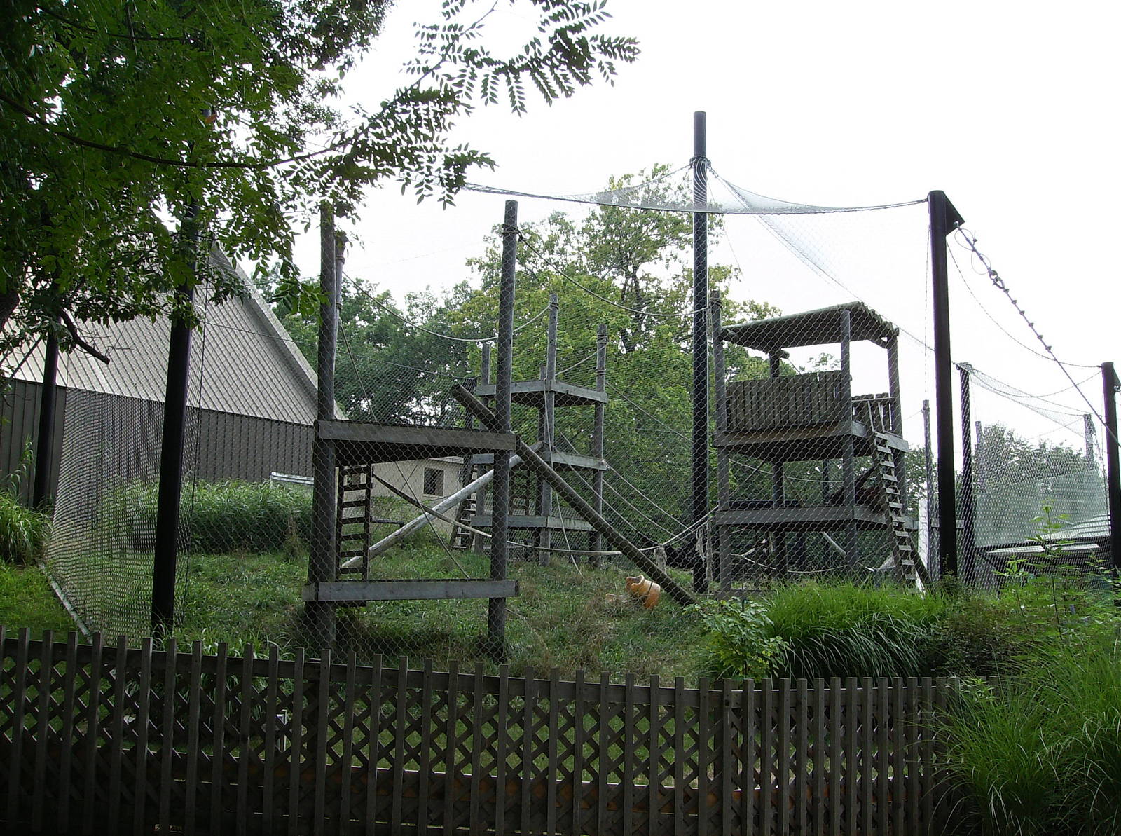 Orangutan Enclosure