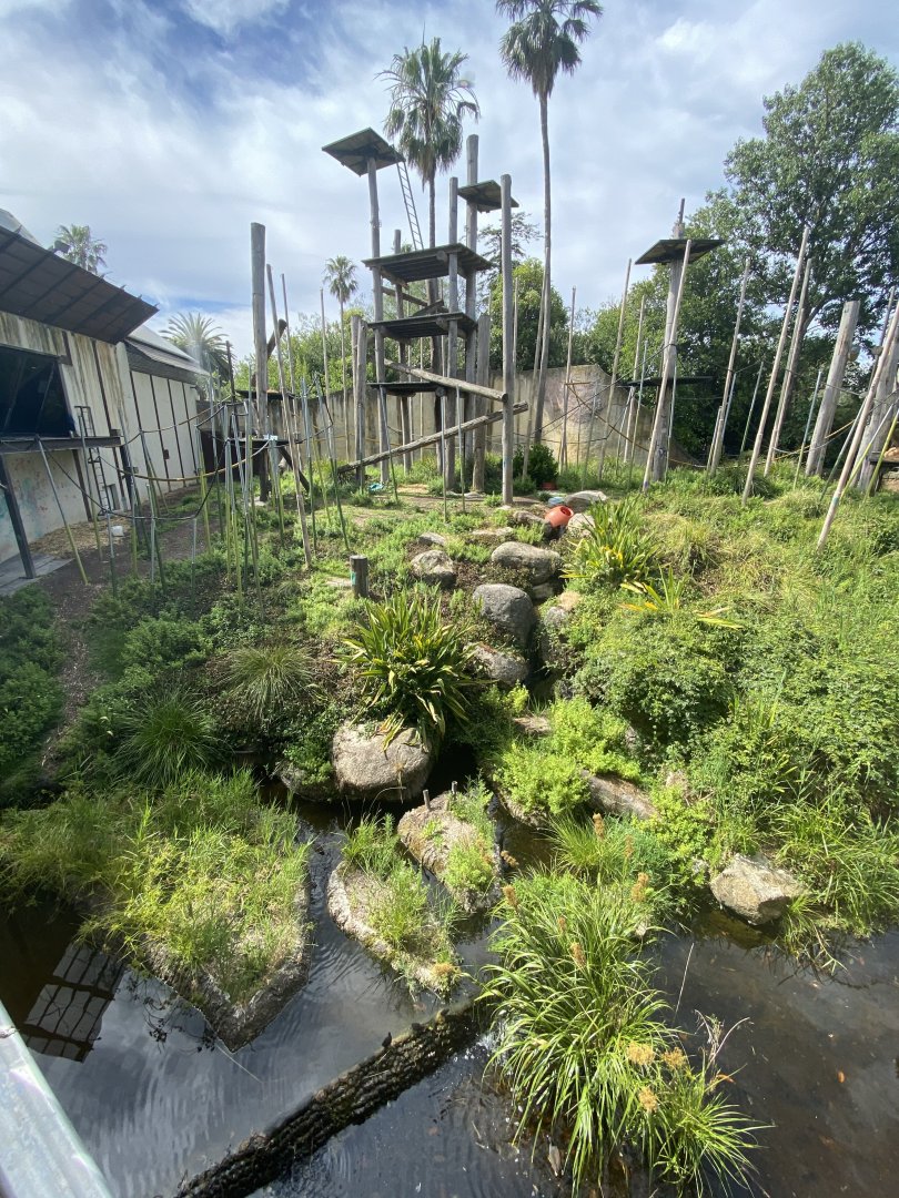 Orangutan Enclosure