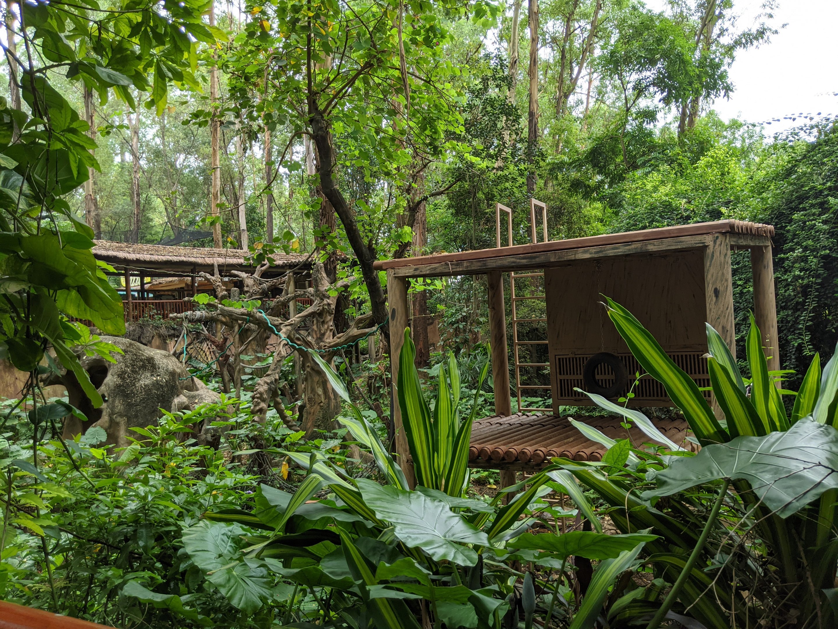 Orangutan enclosure
