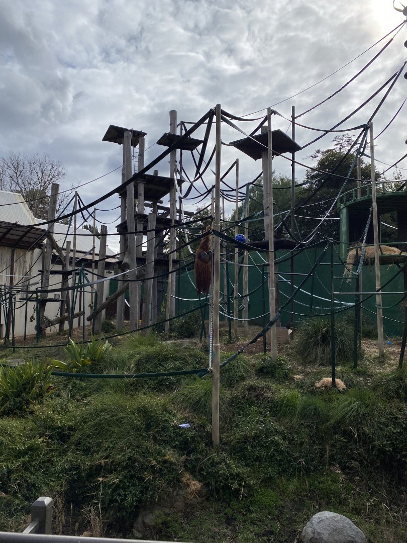 Orangutan enclosure
