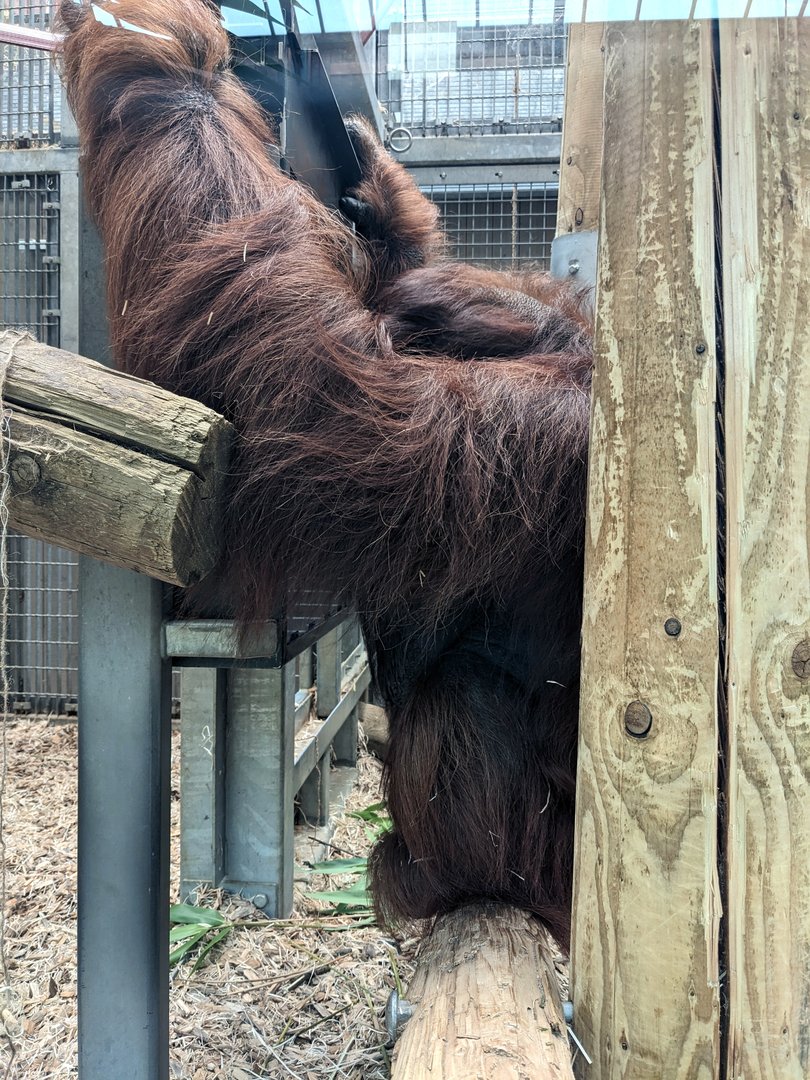 Orangutan Encrichment