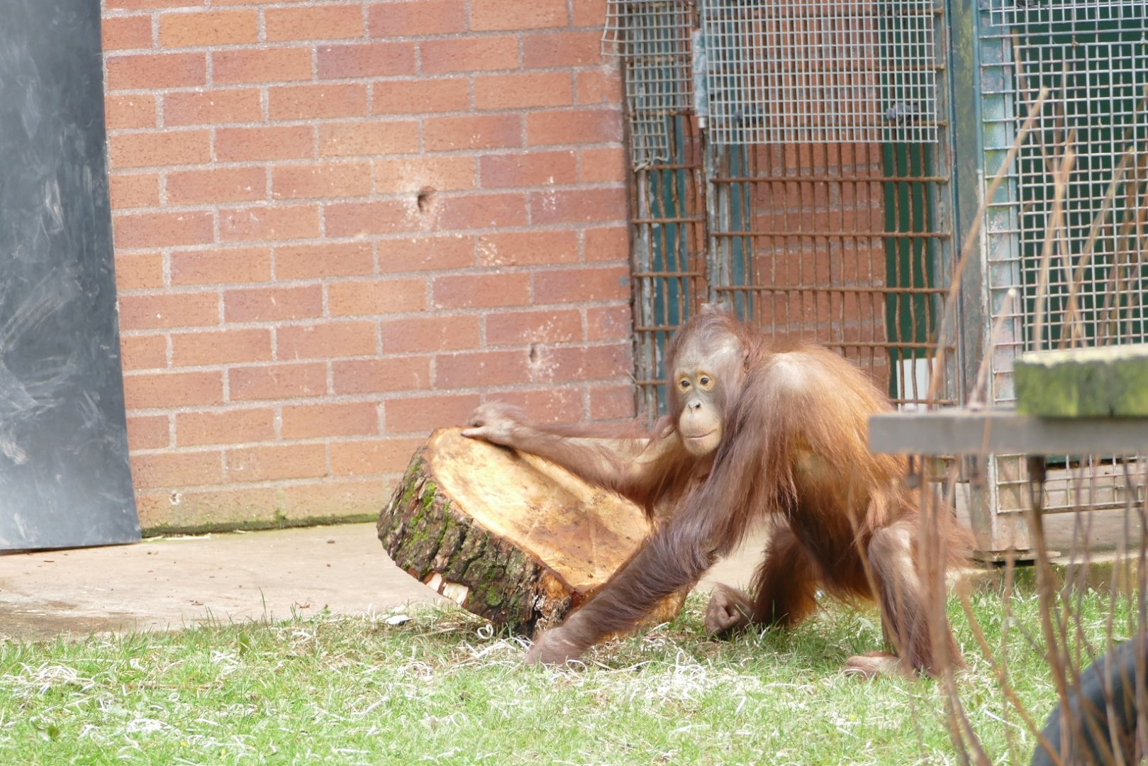 Orangutan enrichment #2, March 2020