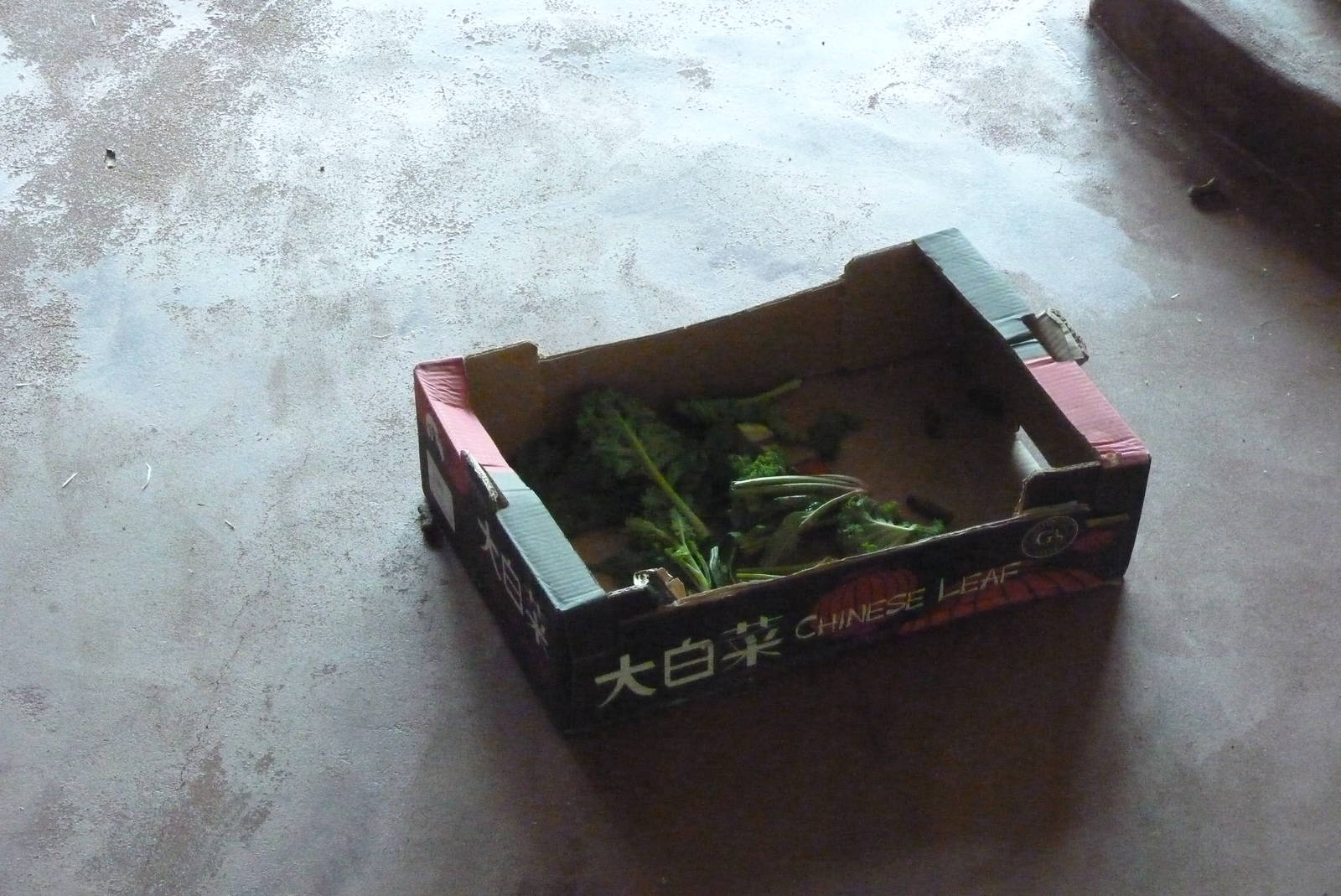 Orangutan enrichment, April 2016