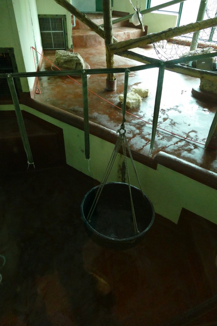 Orangutan enrichment, February 2022