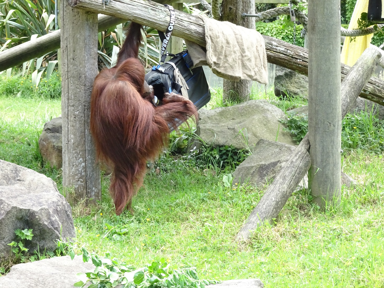 Orangutan enrichment, November 2015