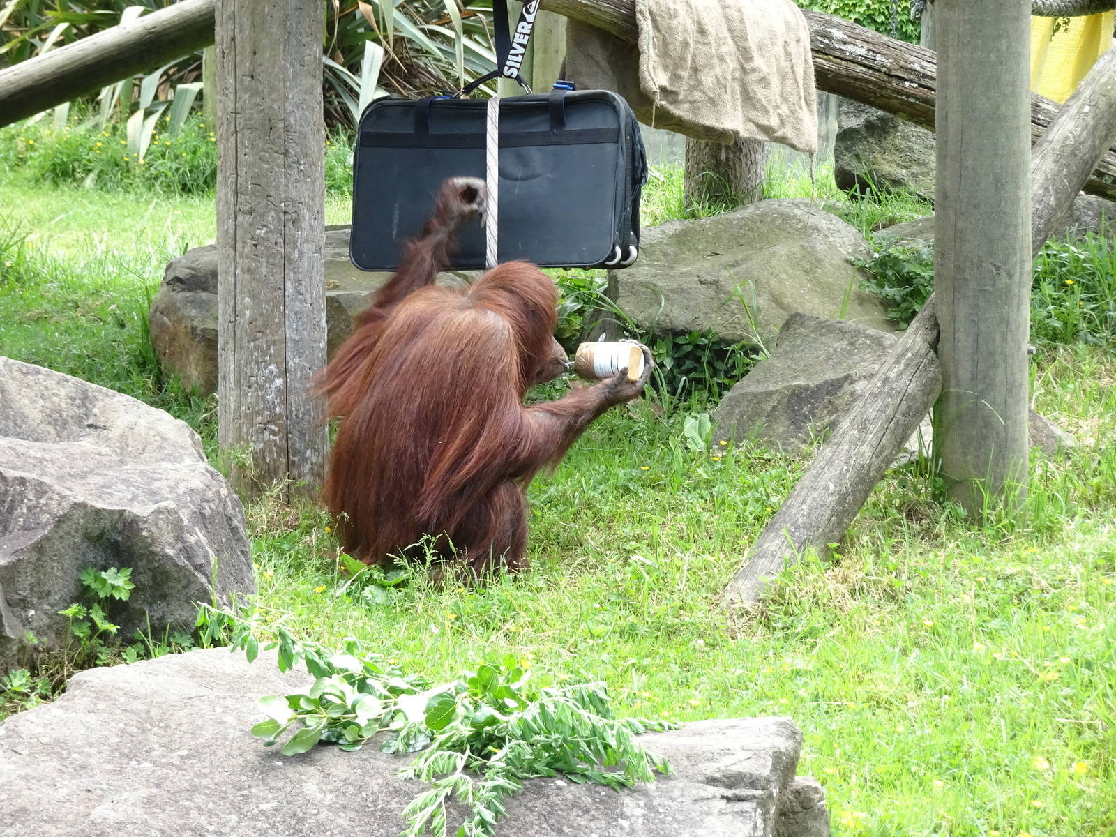 Orangutan enrichment, November 2015