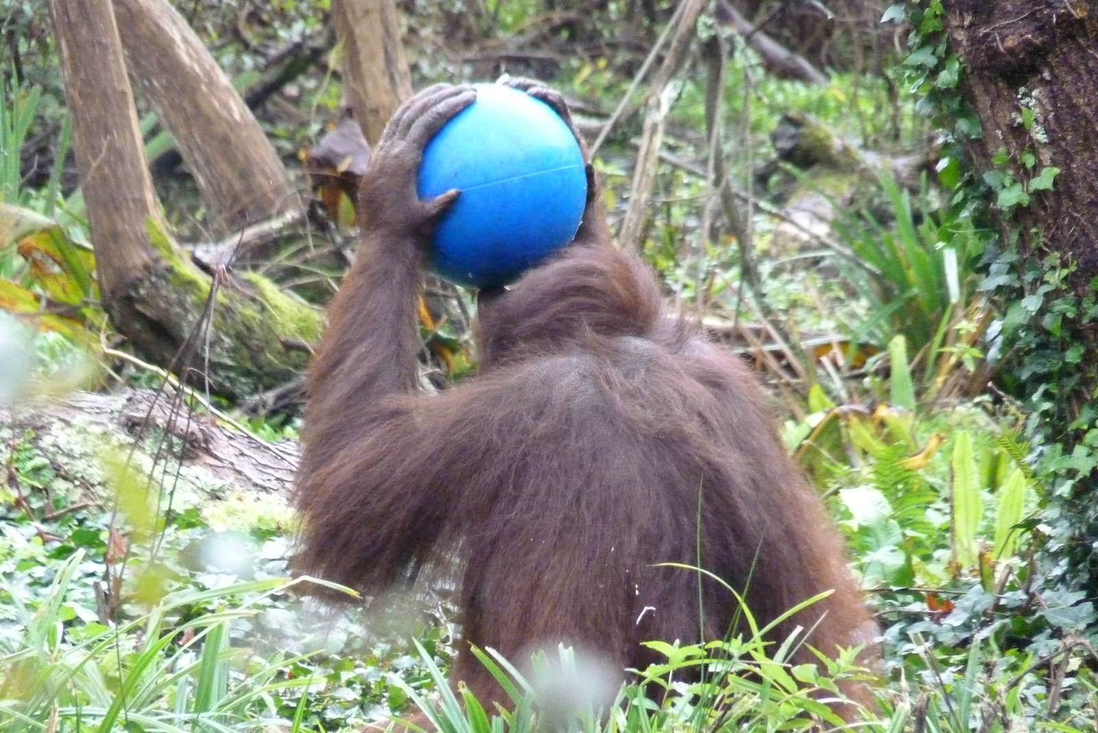 Orangutan enrichment, October 2014 #1
