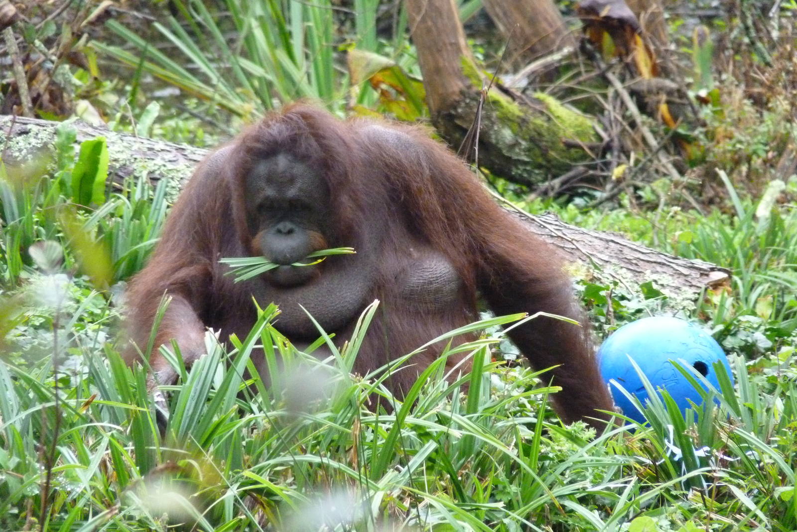 Orangutan enrichment, October 2014 #2