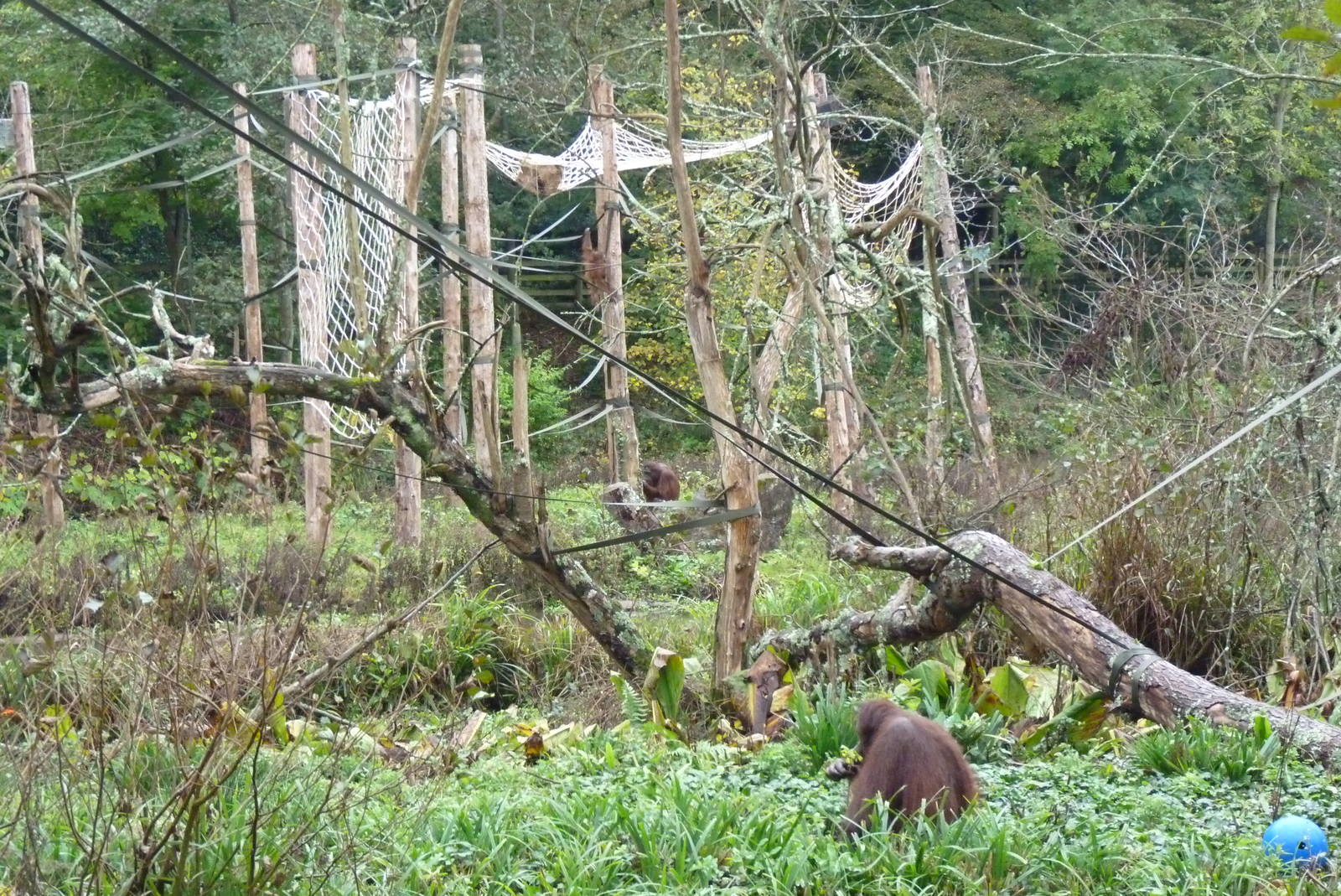 Orangutan enrichment, October 2014