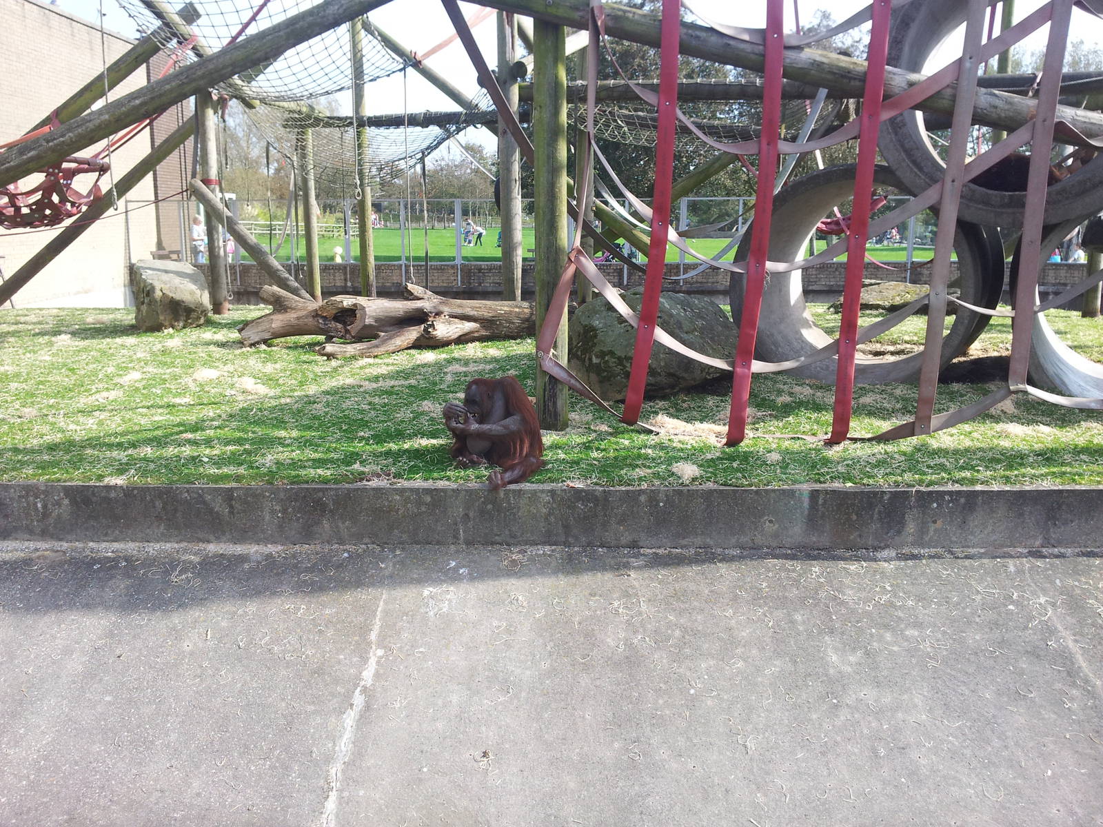 Orangutan Exhibit - 01/10/2011