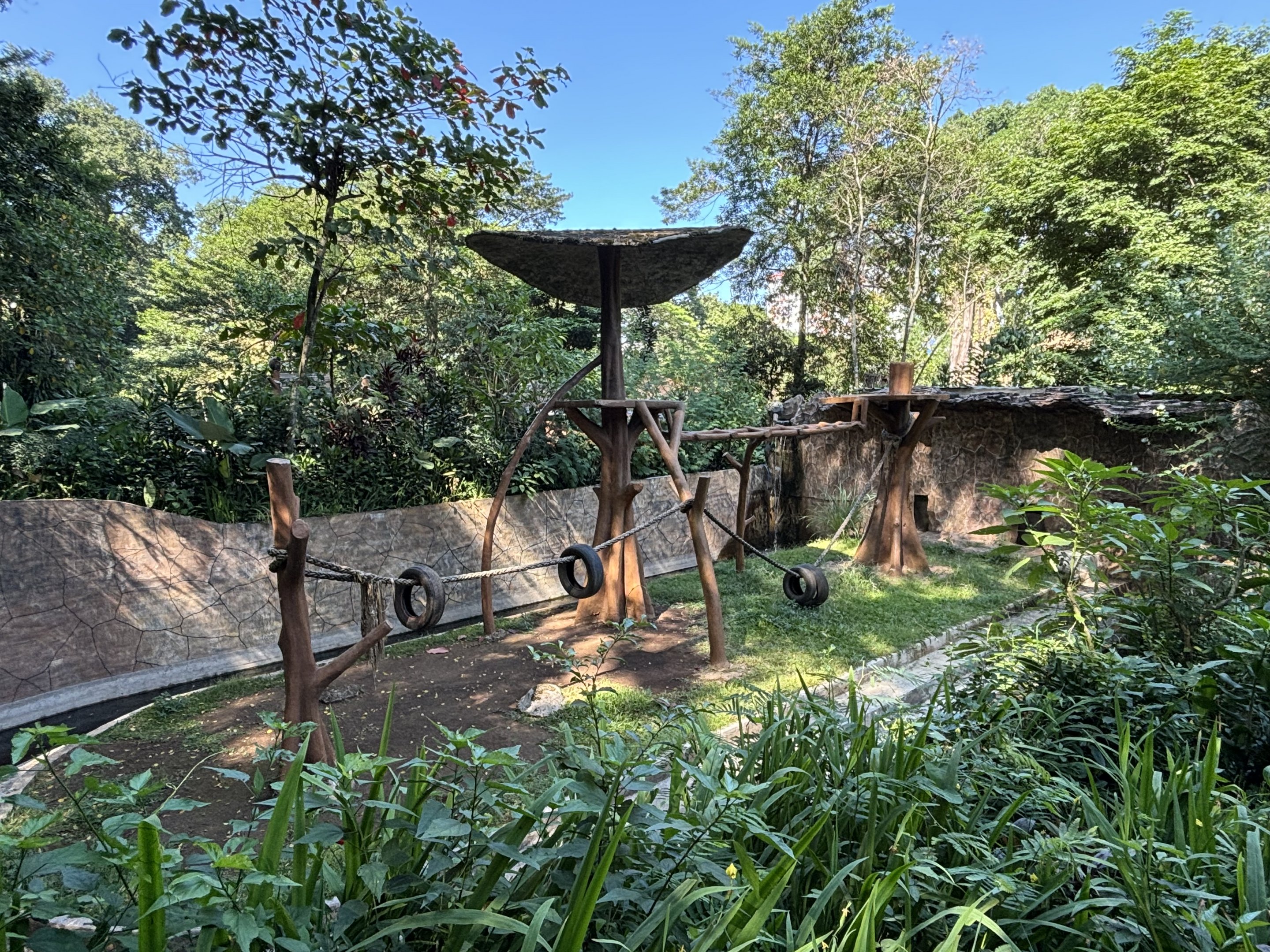 Orangutan Exhibit #1 - Bornean