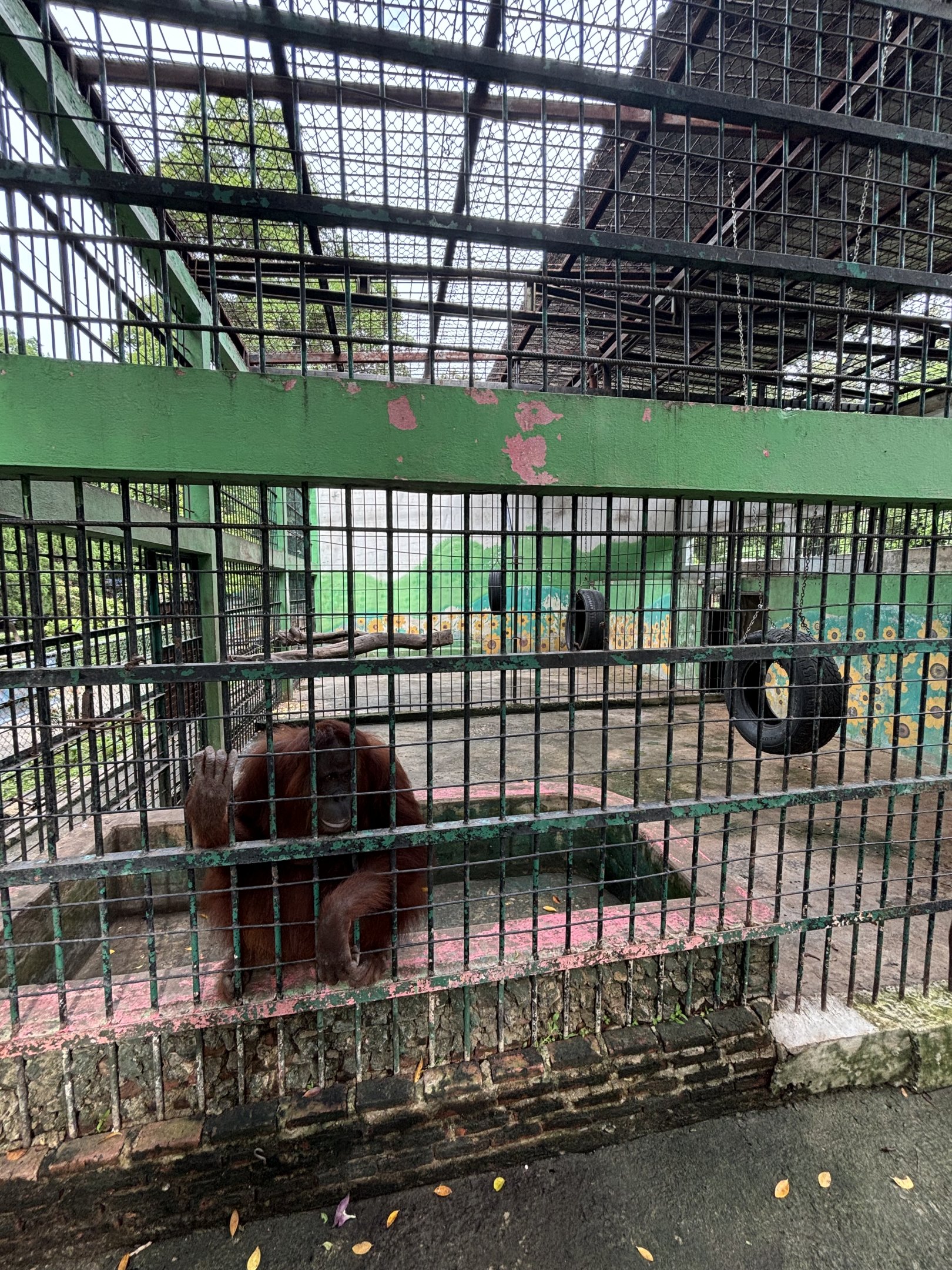 Orangutan Exhibit #1 - Lopburi Zoo