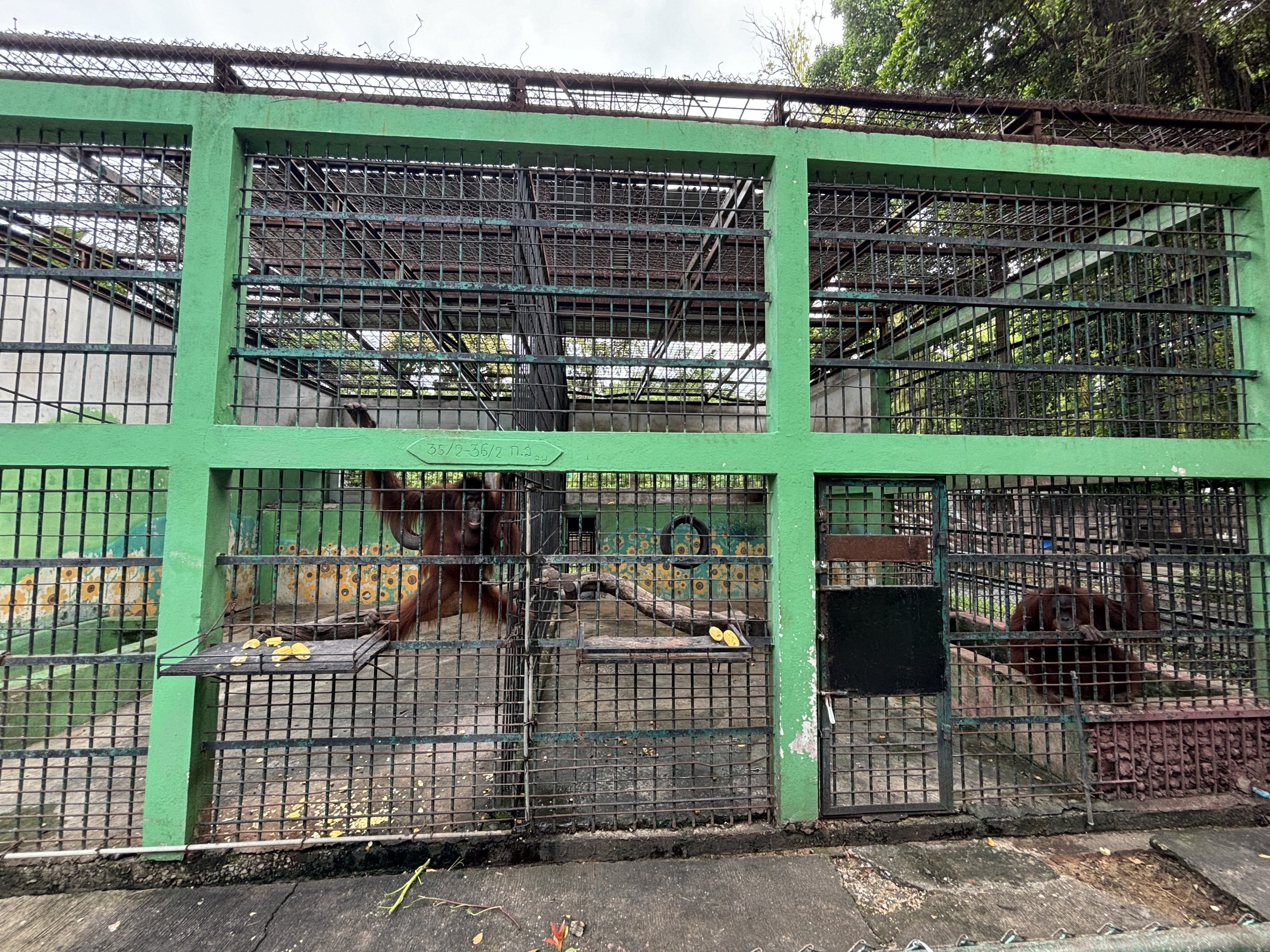Orangutan Exhibit #1 - Lopburi Zoo
