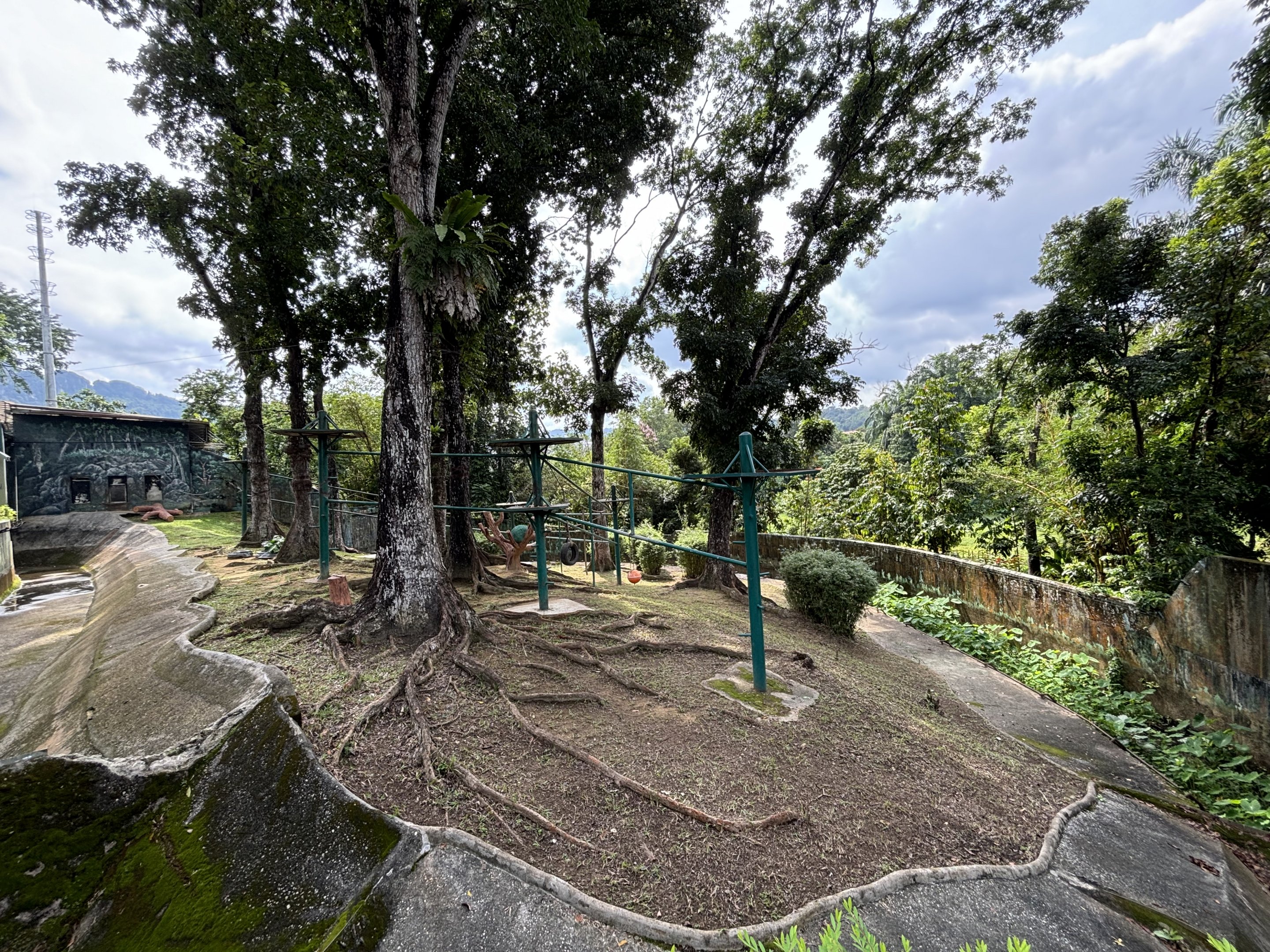 Orangutan Exhibit #1 - Sumatran