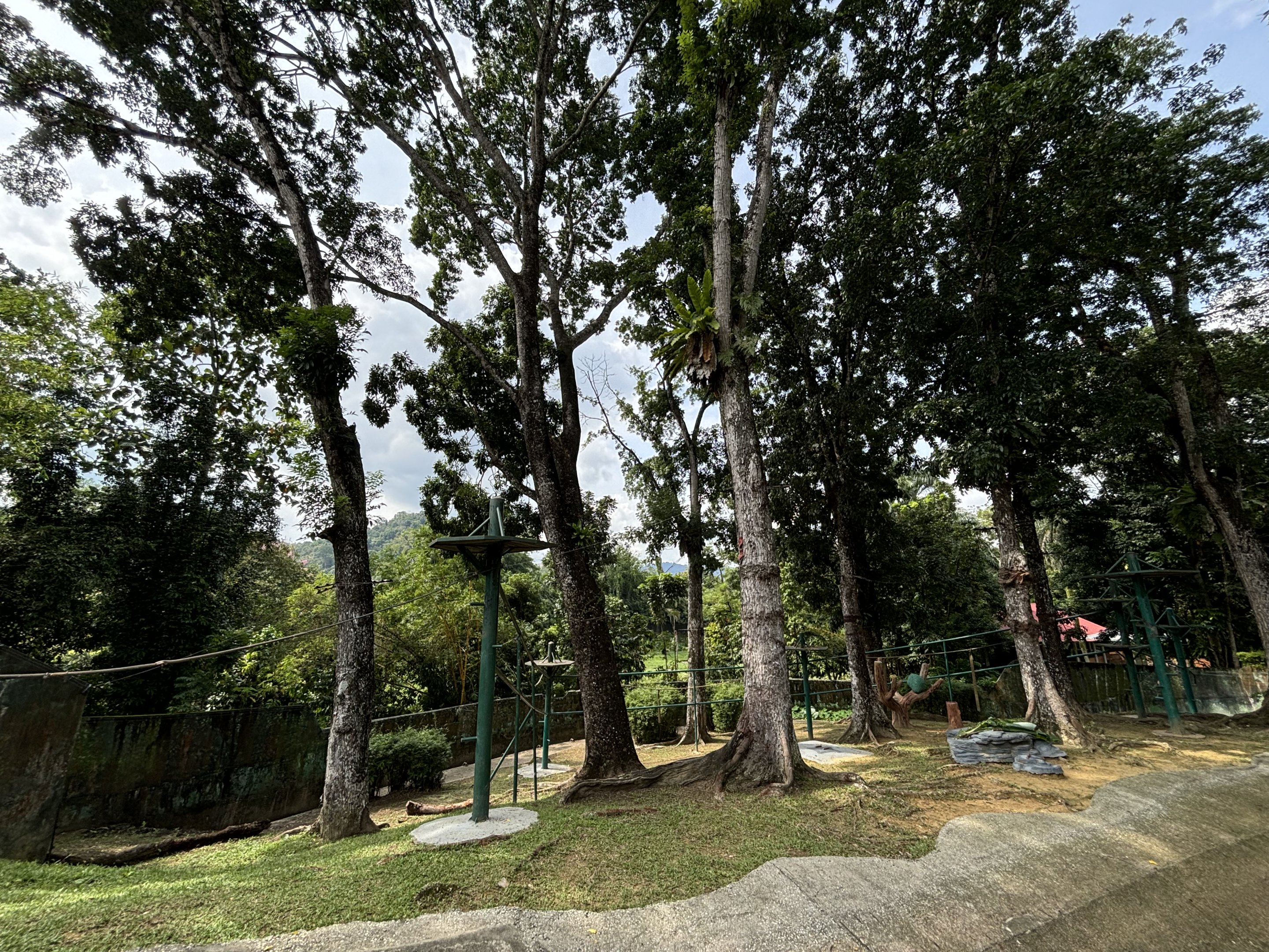 Orangutan Exhibit #1 - Sumatran