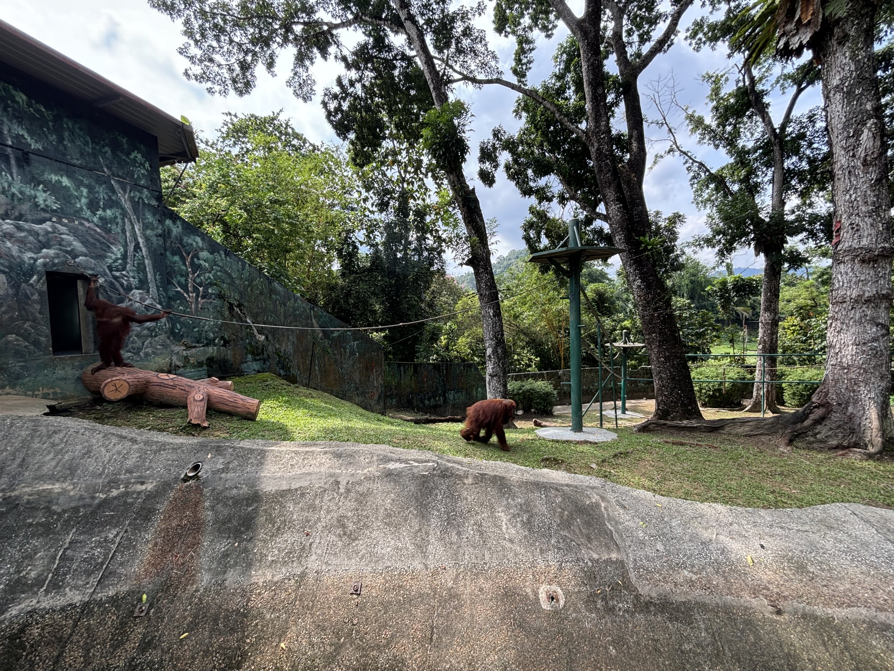 Orangutan Exhibit #1 - Sumatran