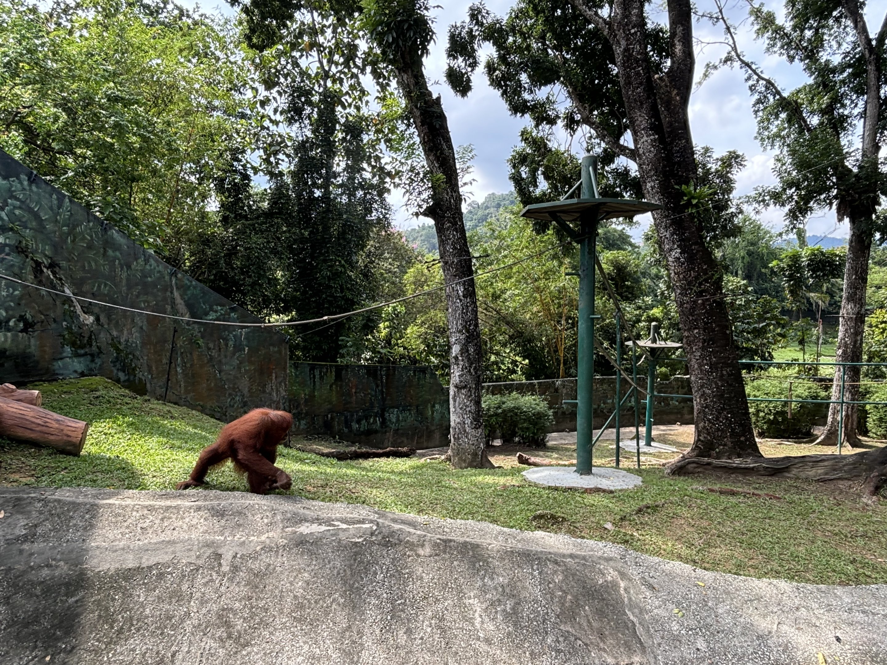 Orangutan Exhibit #1 - Sumatran