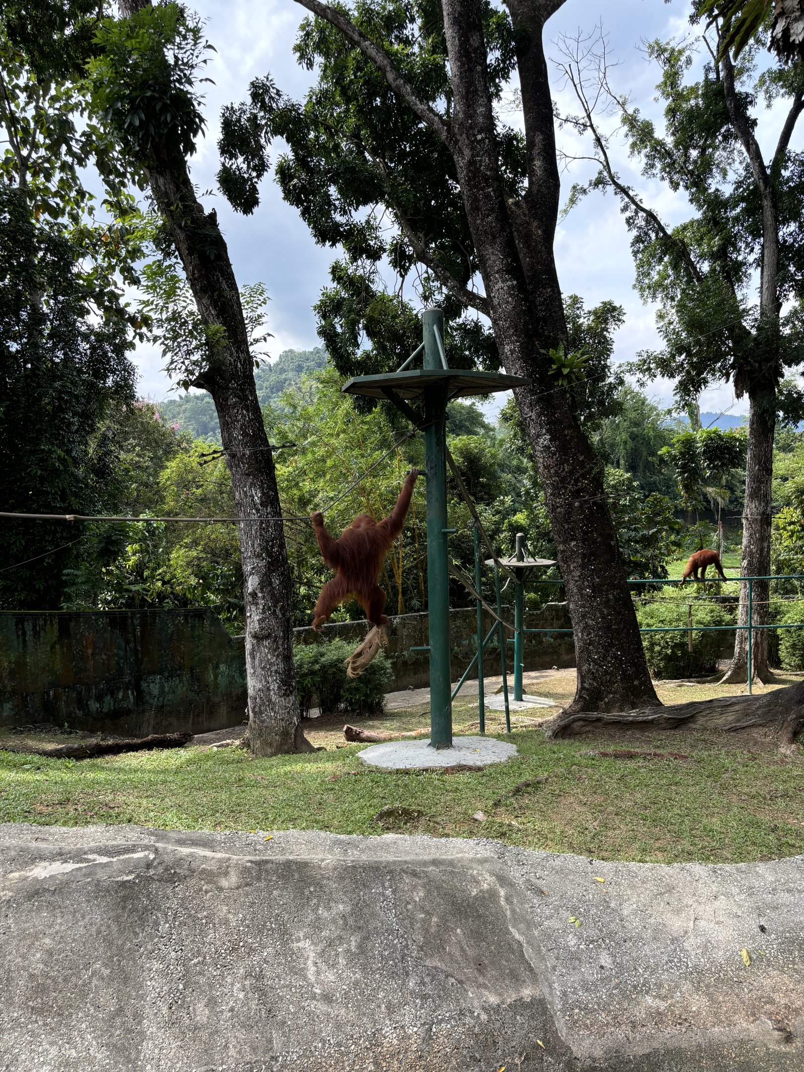 Orangutan Exhibit #1 - Sumatran