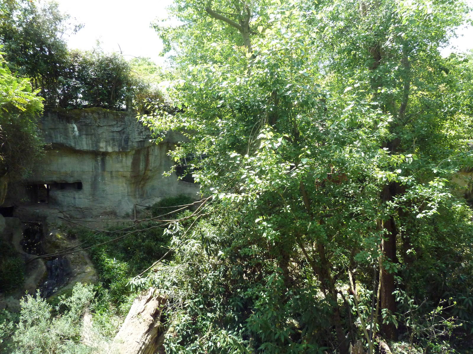 Orangutan Exhibit #1