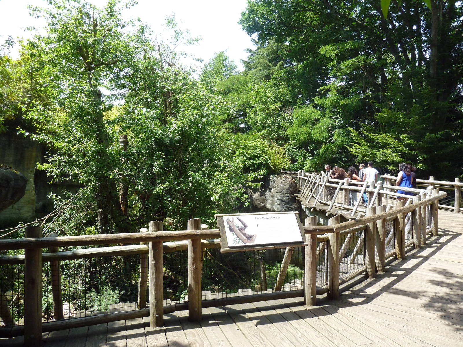 Orangutan Exhibit #1