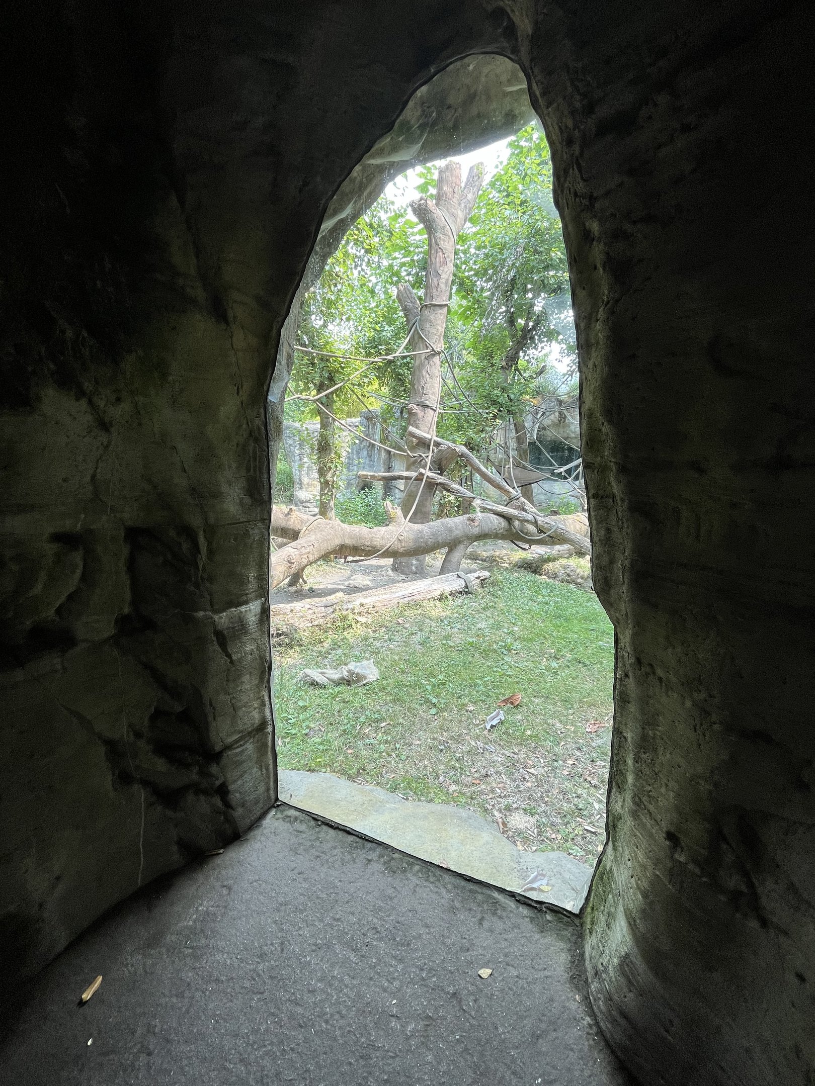 Orangutan Exhibit #1