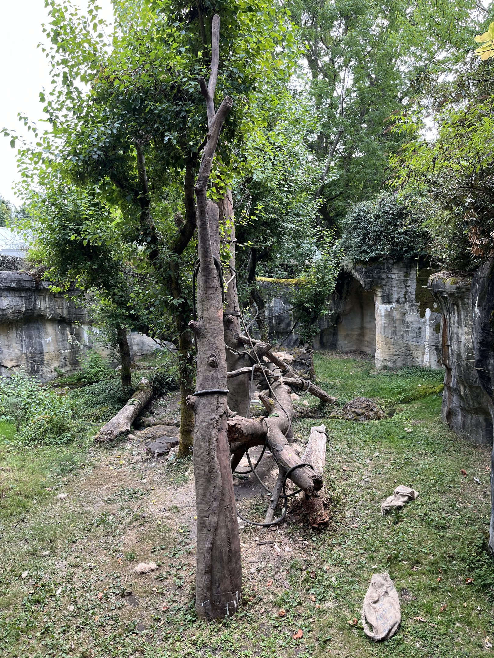 Orangutan Exhibit #1