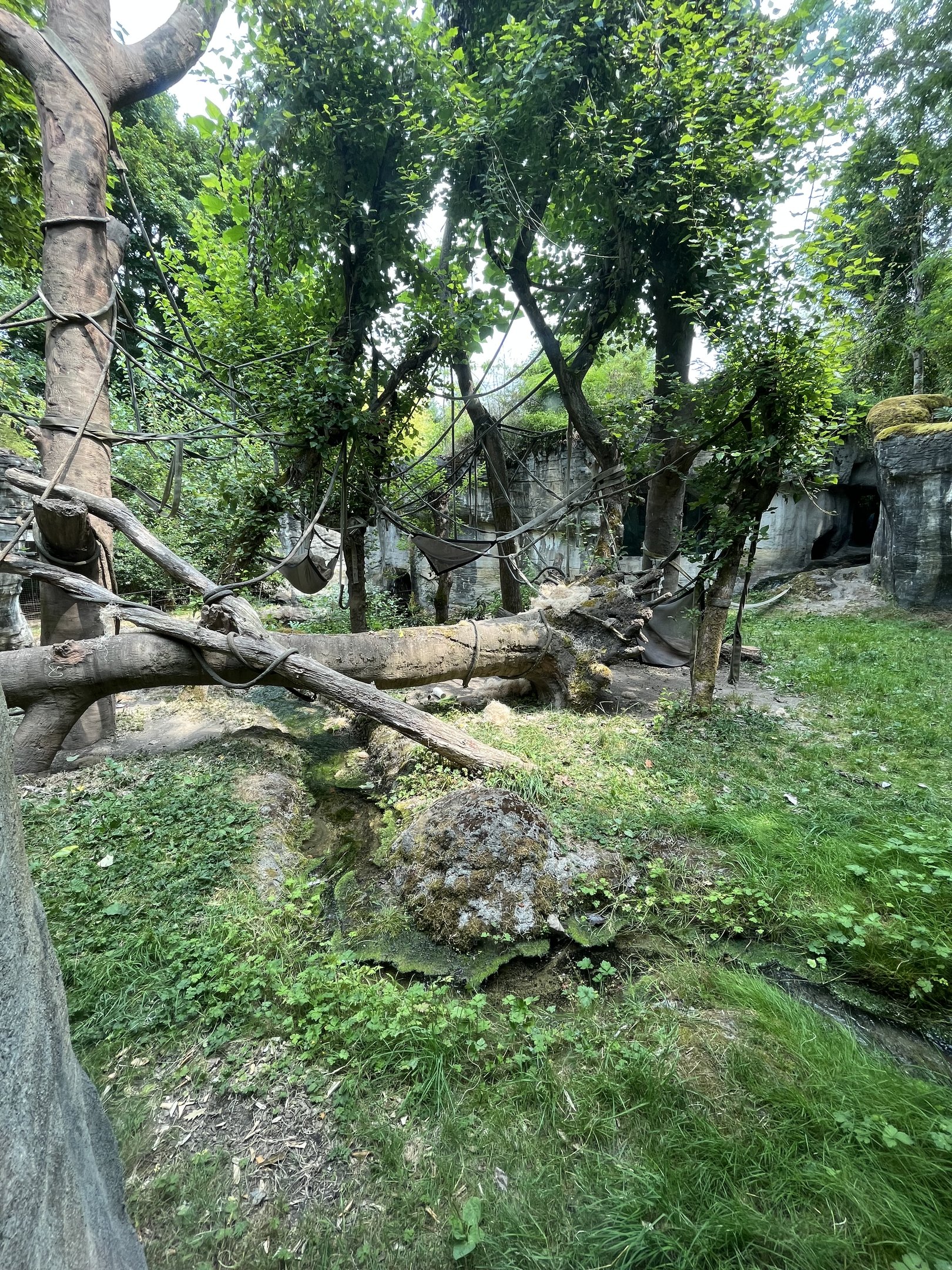 Orangutan Exhibit #1