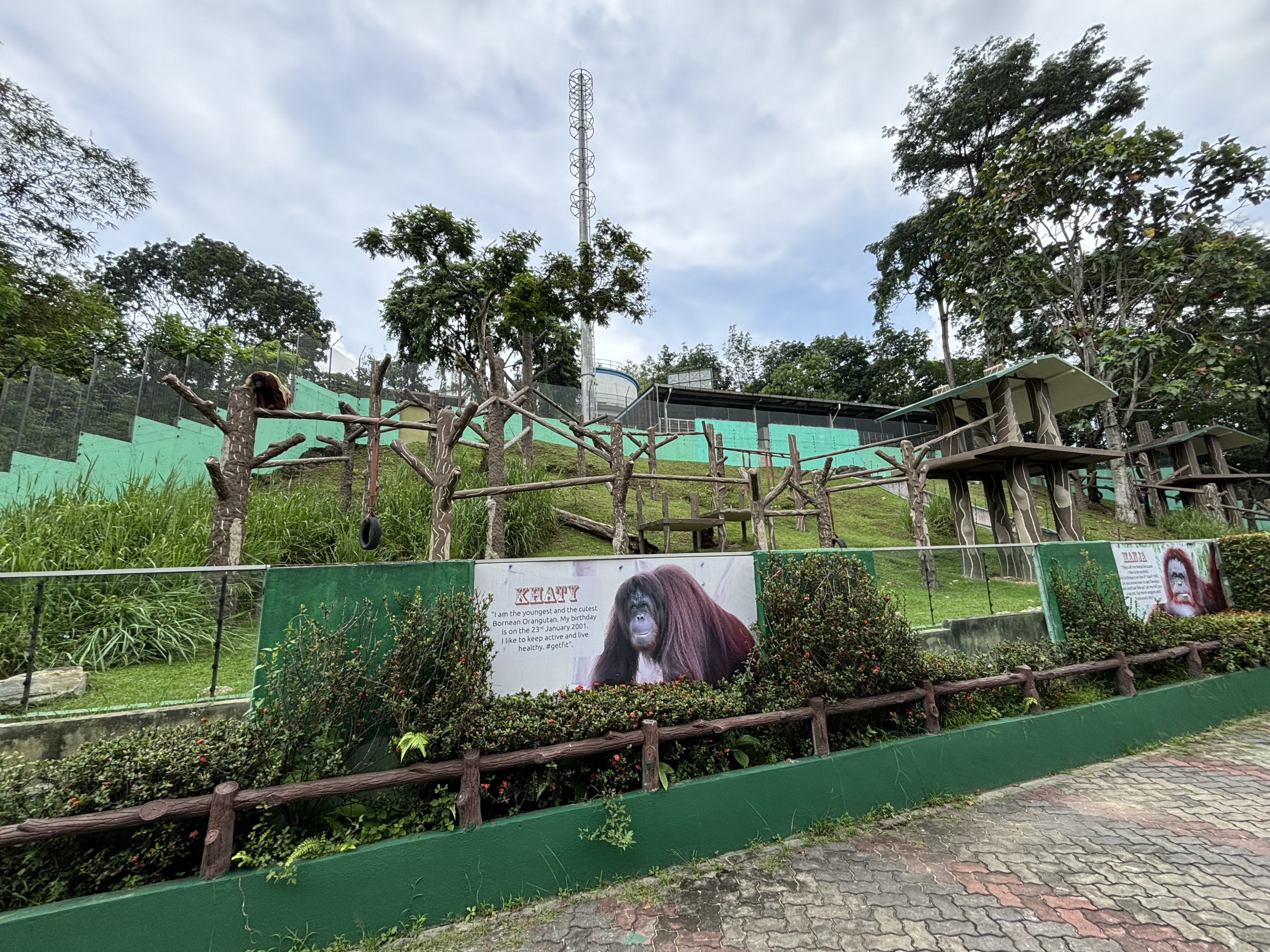 Orangutan Exhibit #2 - Bornean