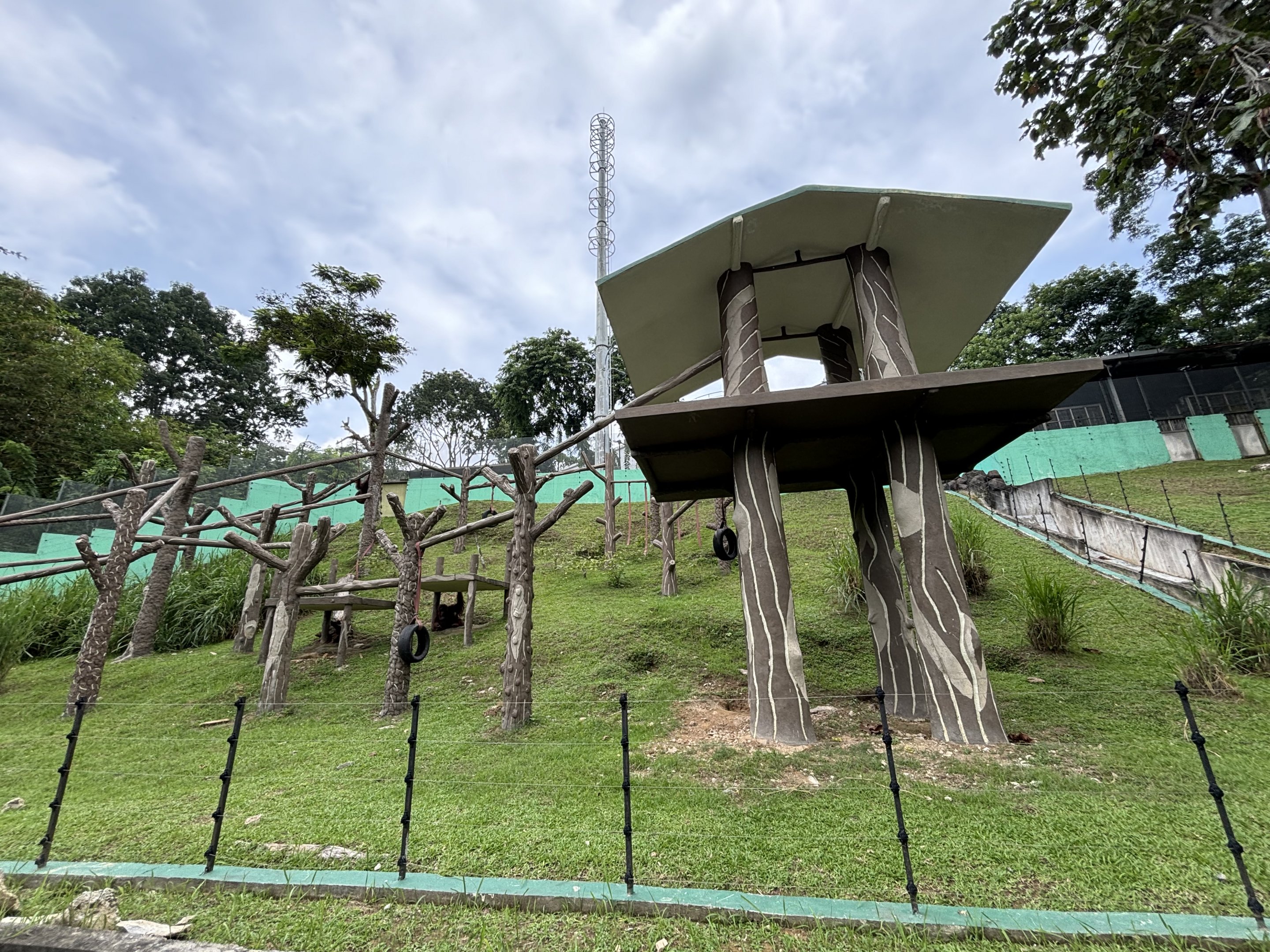 Orangutan Exhibit #2 - Bornean