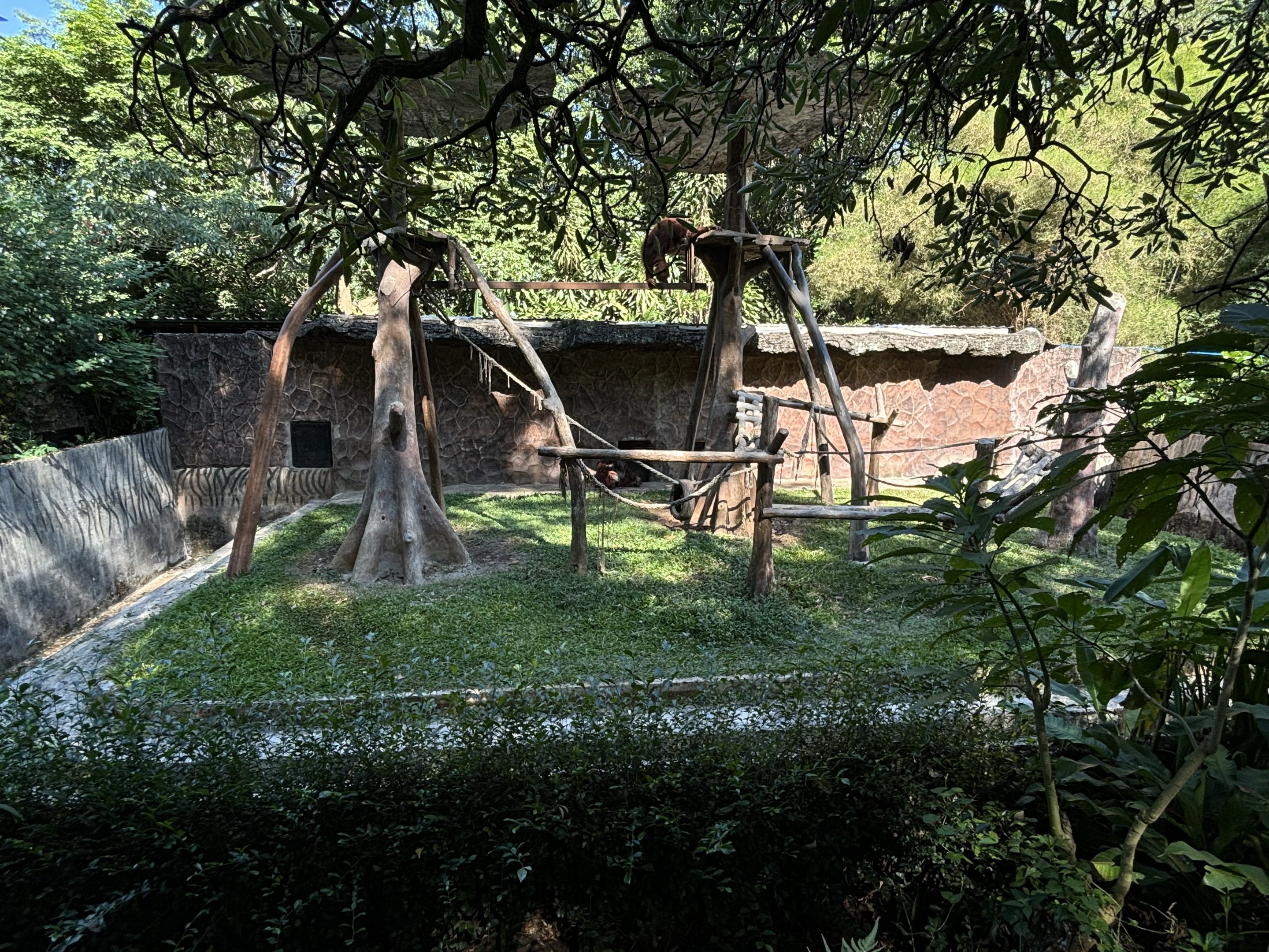 Orangutan Exhibit #2 - Bornean