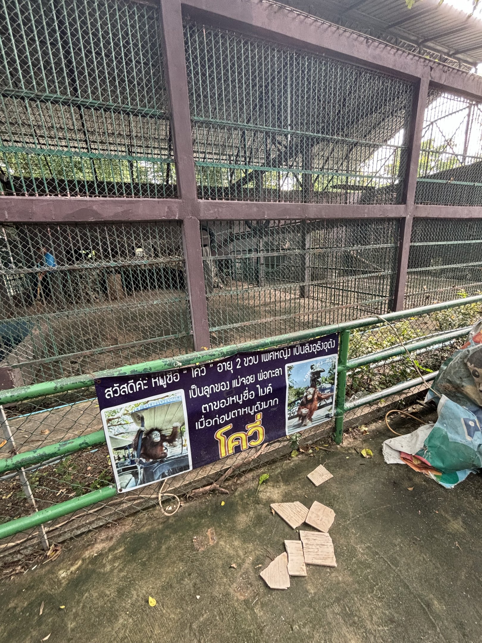 Orangutan Exhibit #2 - Lopburi Zoo