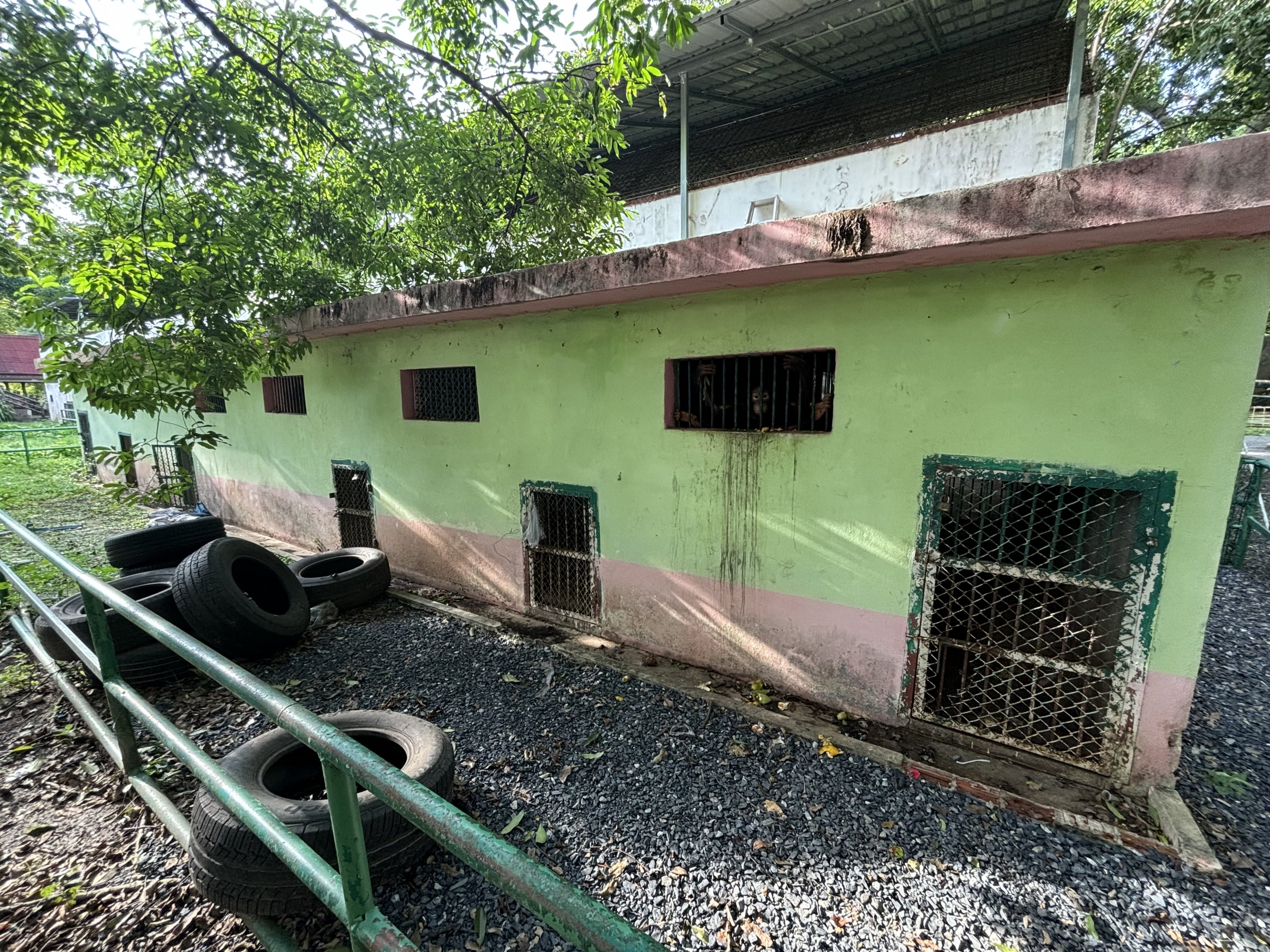 Orangutan Exhibit #2 (rear view) - Lopburi Zoo