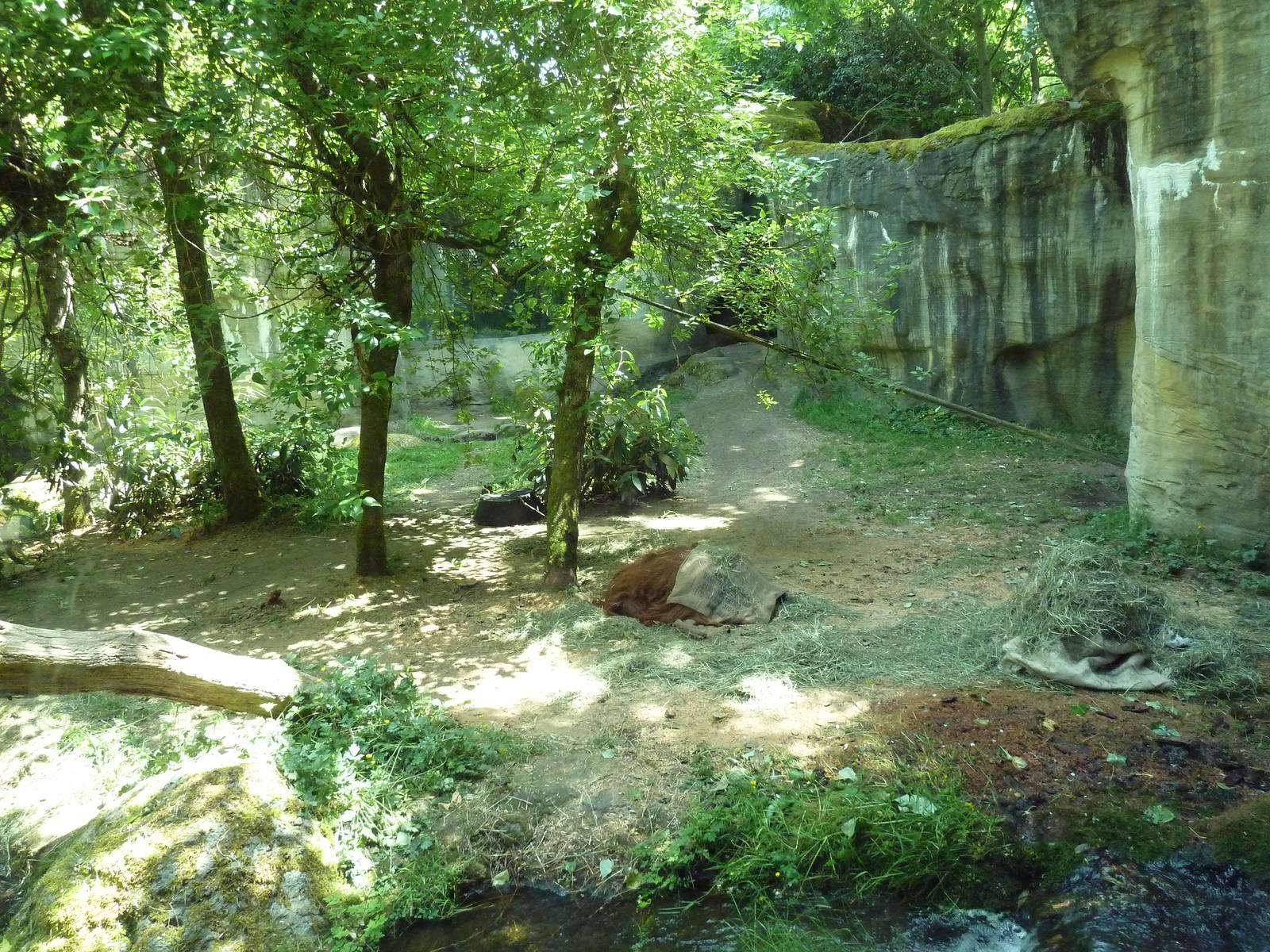 Orangutan Exhibit #2