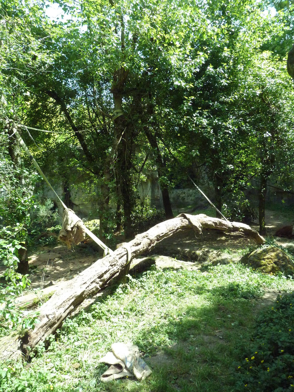 Orangutan Exhibit #2