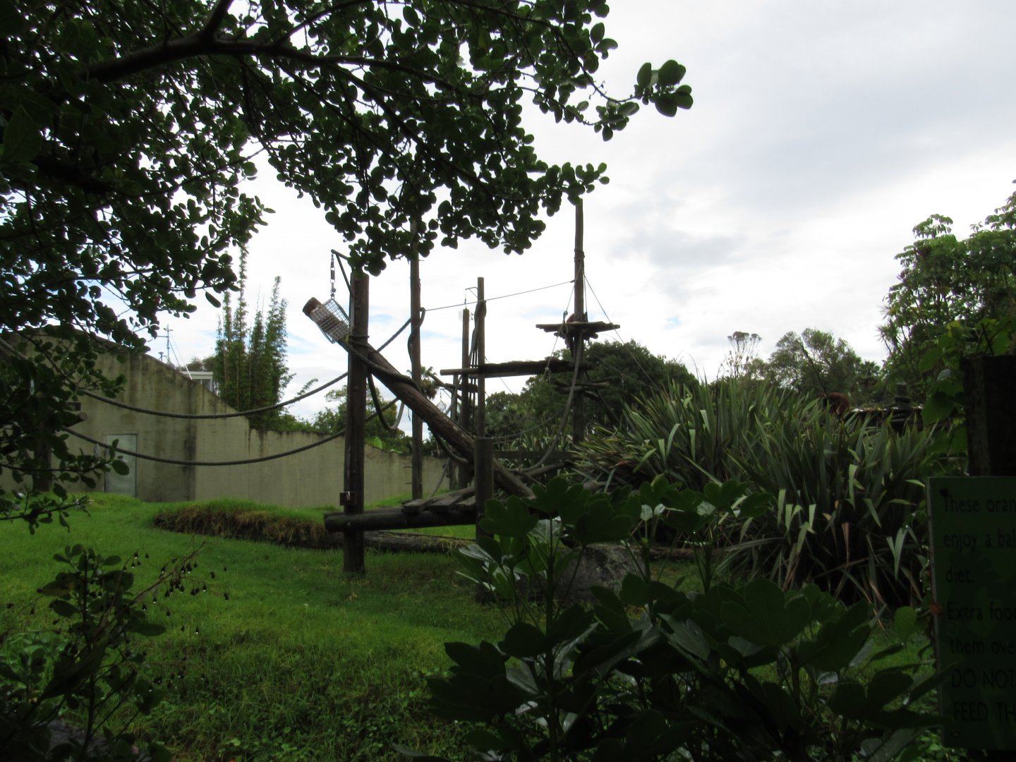 Orangutan Exhibit 2017