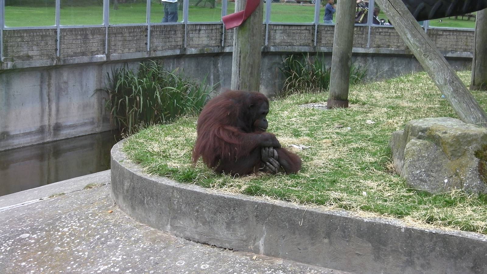 Orangutan Exhibit - 26.08.2011