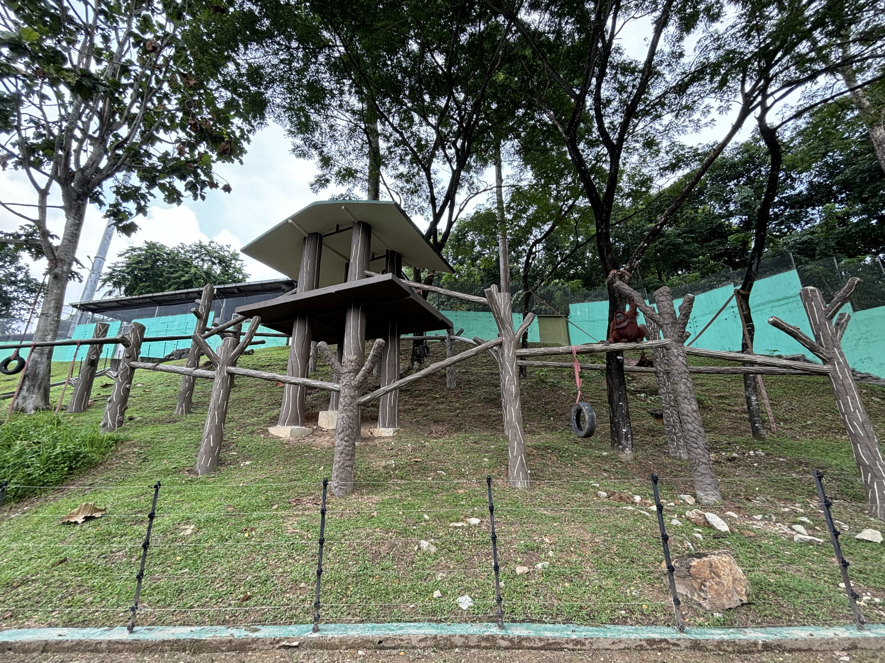 Orangutan Exhibit #3 - Bornean