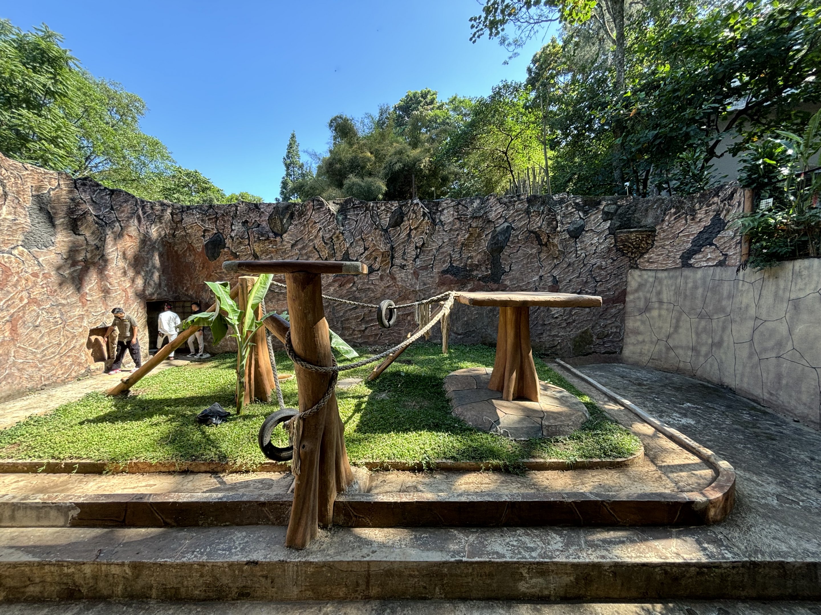 Orangutan Exhibit #3 - Sumatran