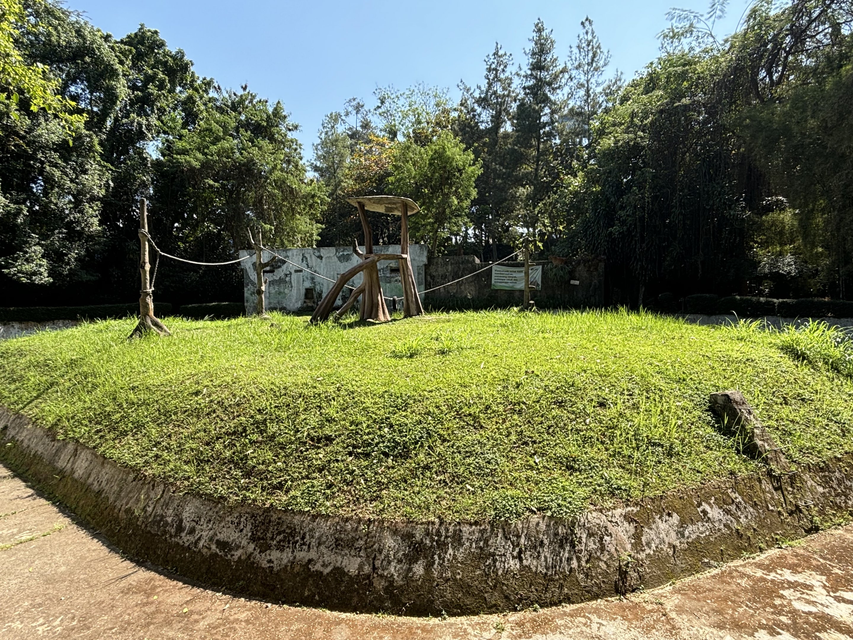 Orangutan Exhibit #4 - Bornean