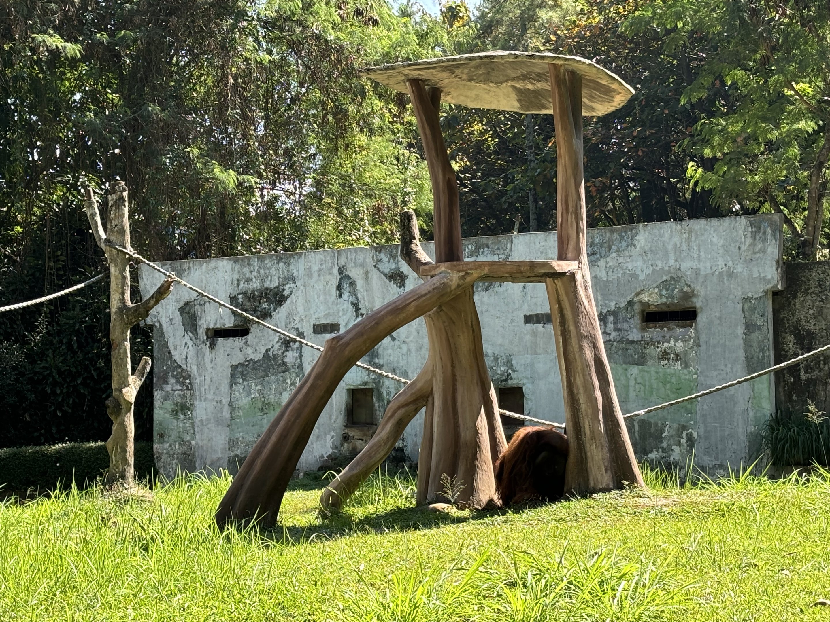 Orangutan Exhibit #4 - Bornean