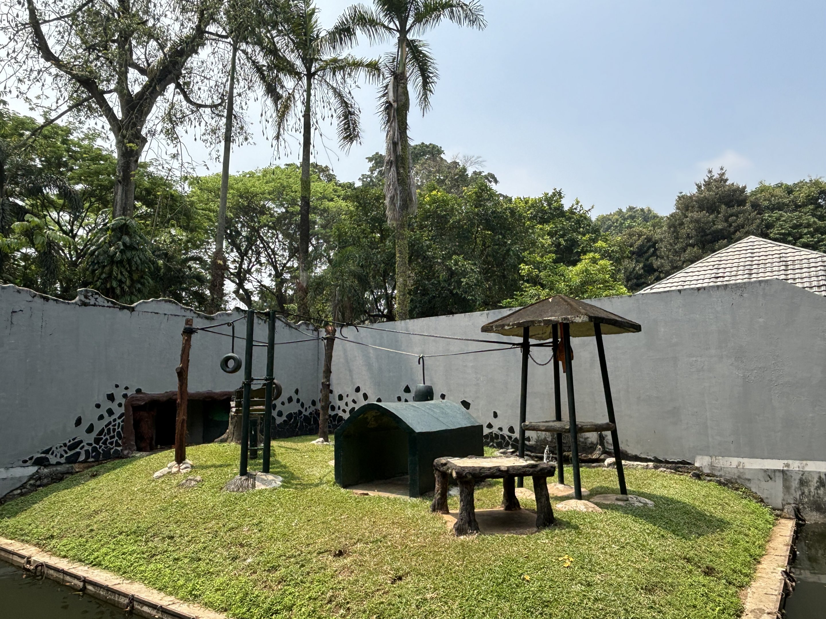 Orangutan Exhibit #4 - Bornean