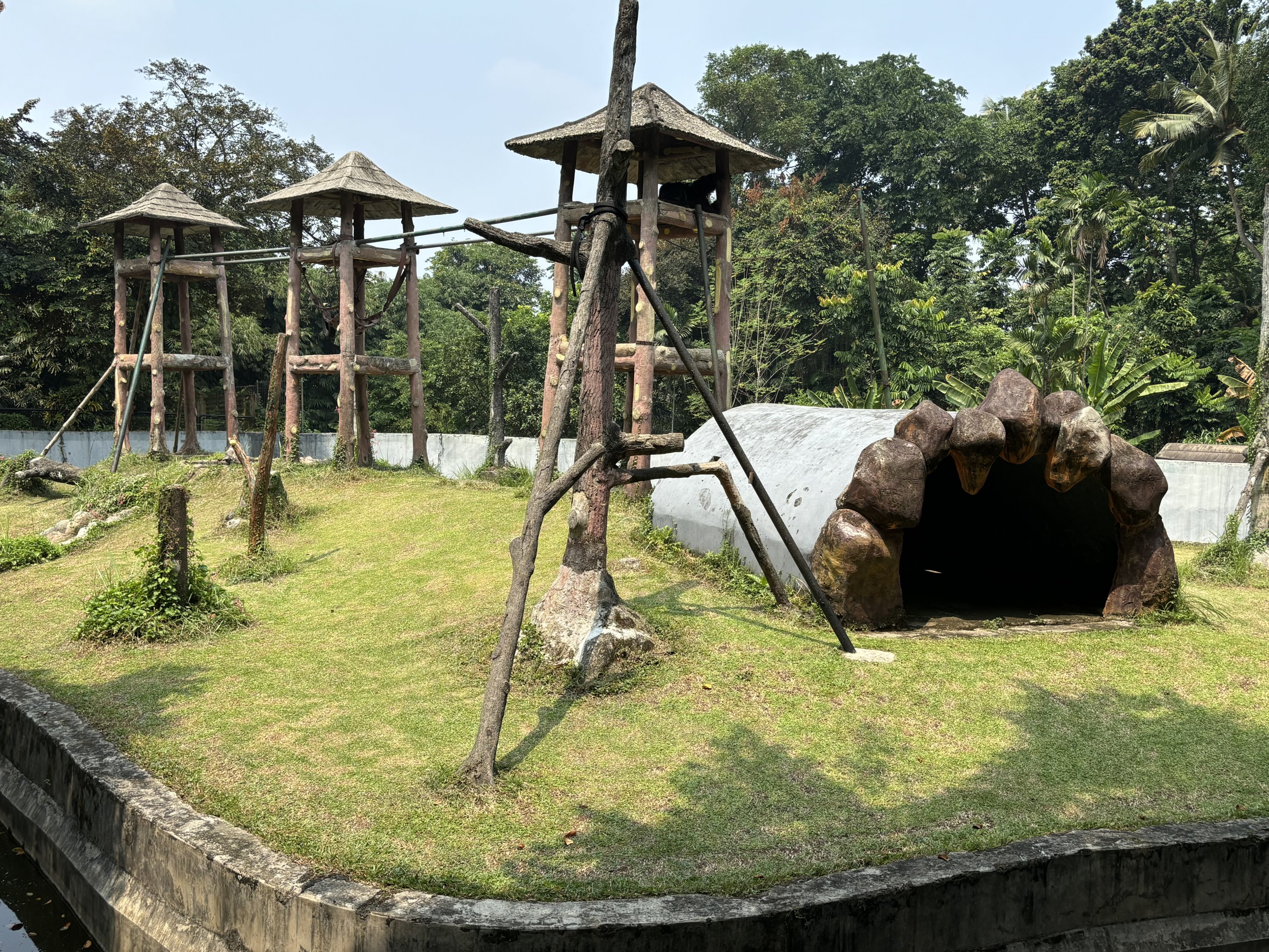 Orangutan Exhibit #5 - Bornean