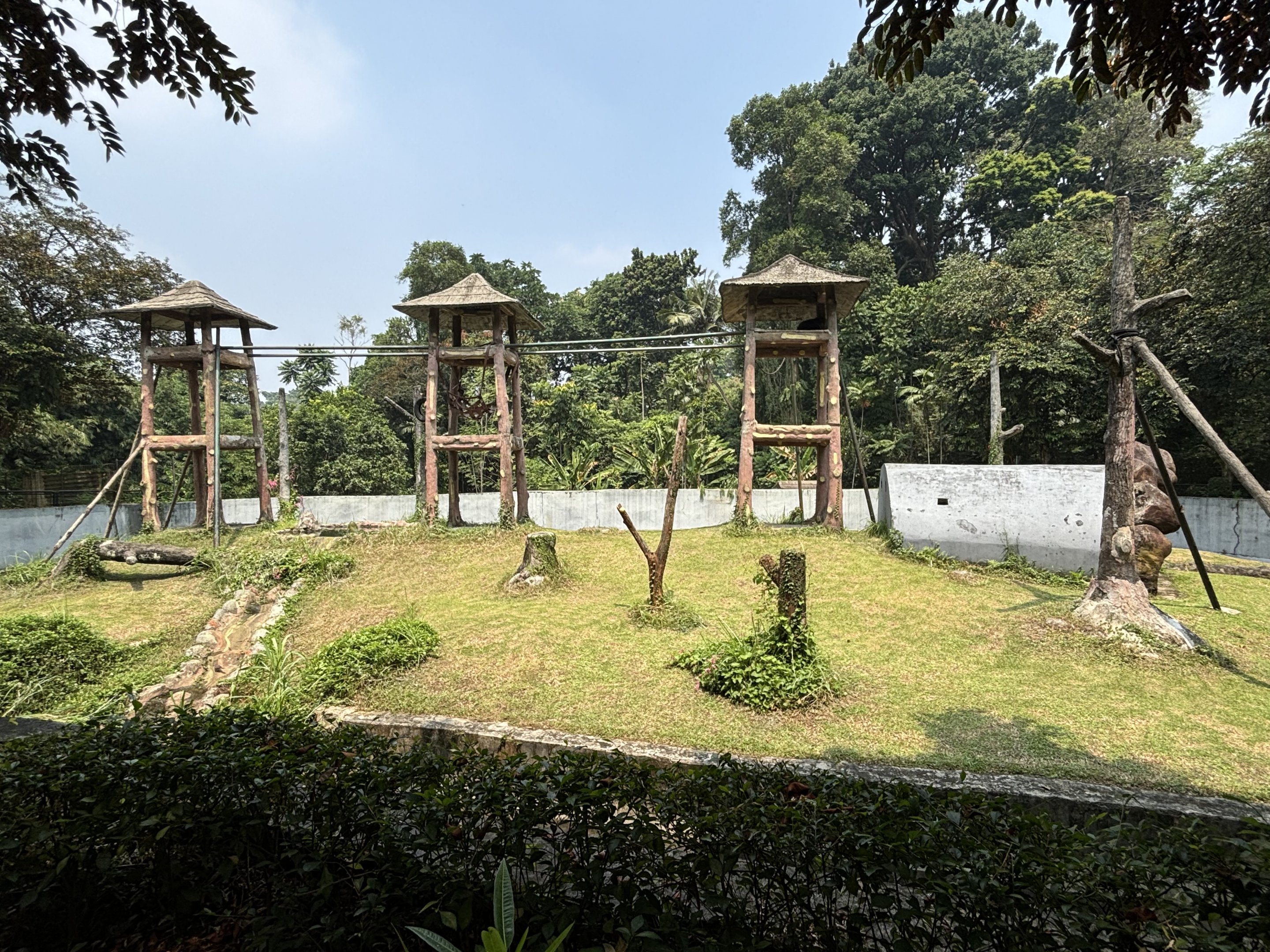 Orangutan Exhibit #5 - Bornean