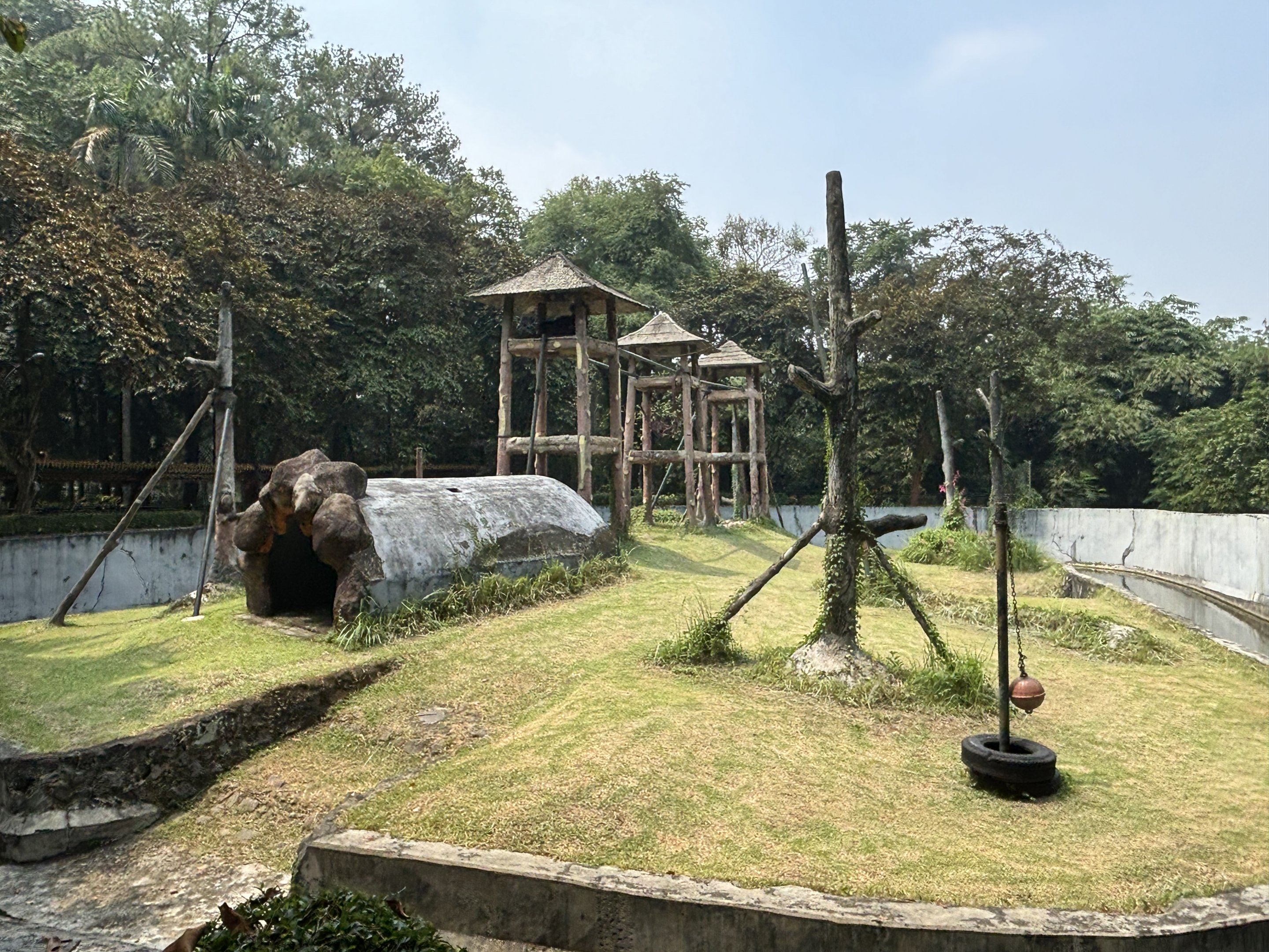 Orangutan Exhibit #5 - Bornean