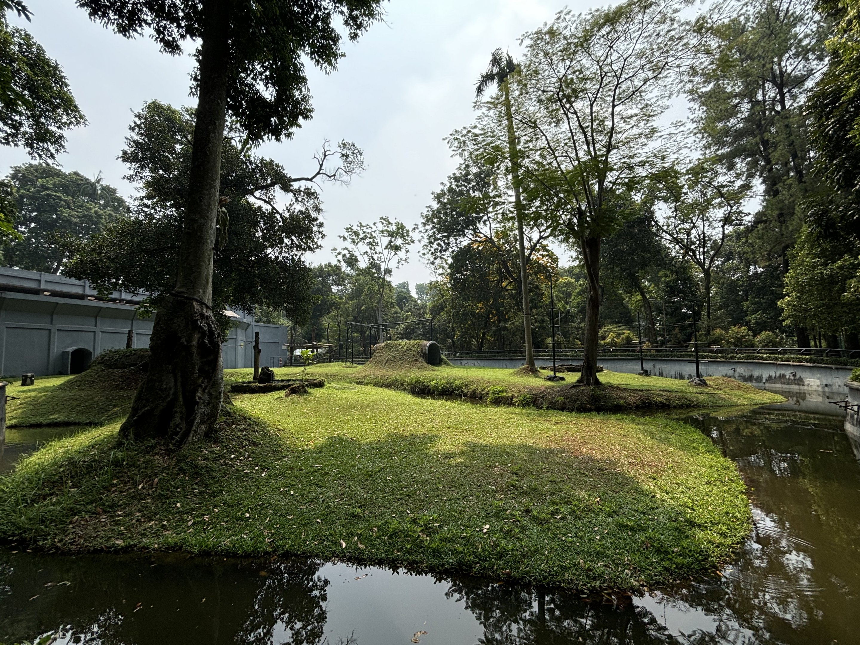 Orangutan Exhibit #6 - Bornean