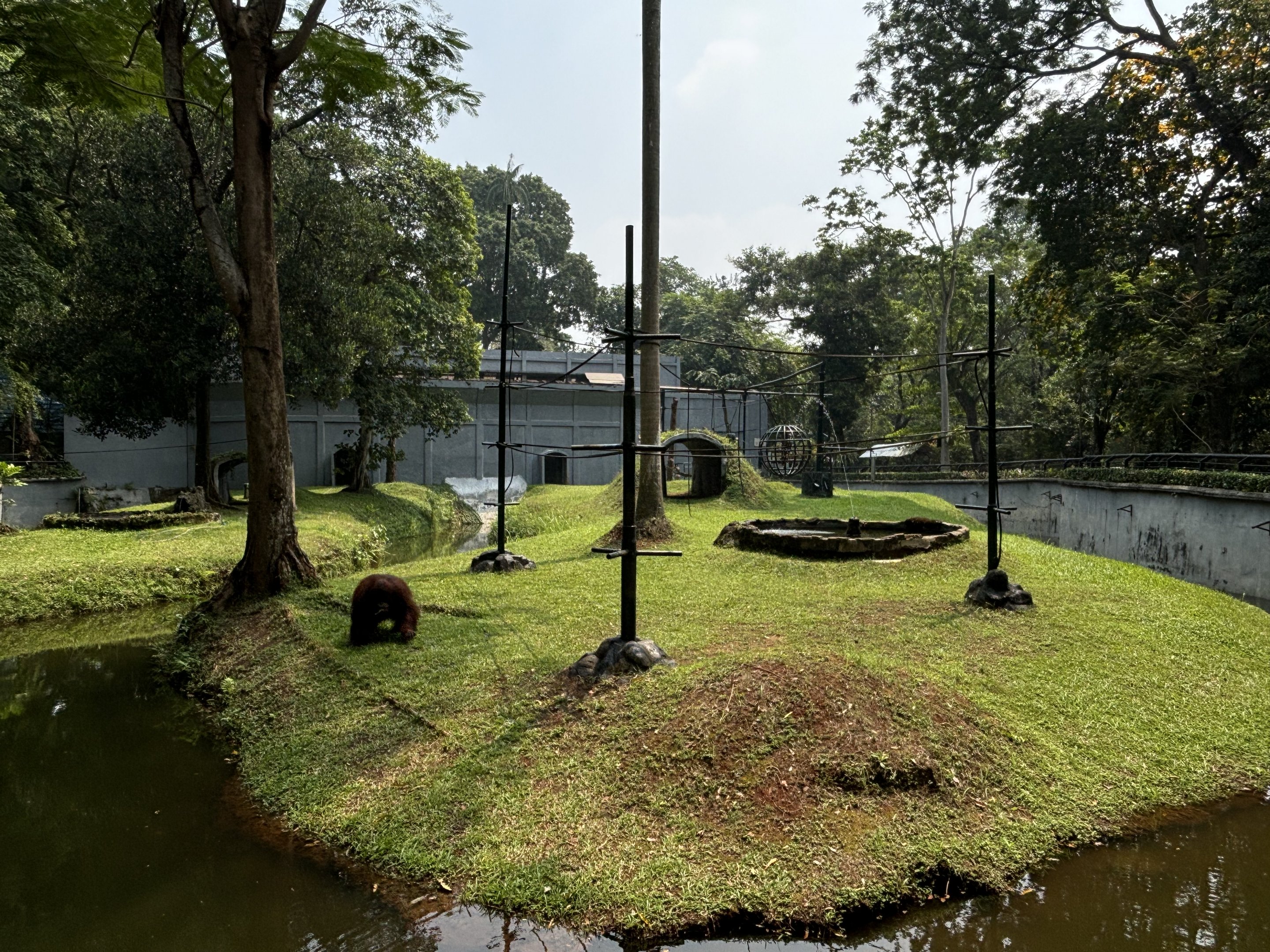 Orangutan Exhibit #7 - Bornean